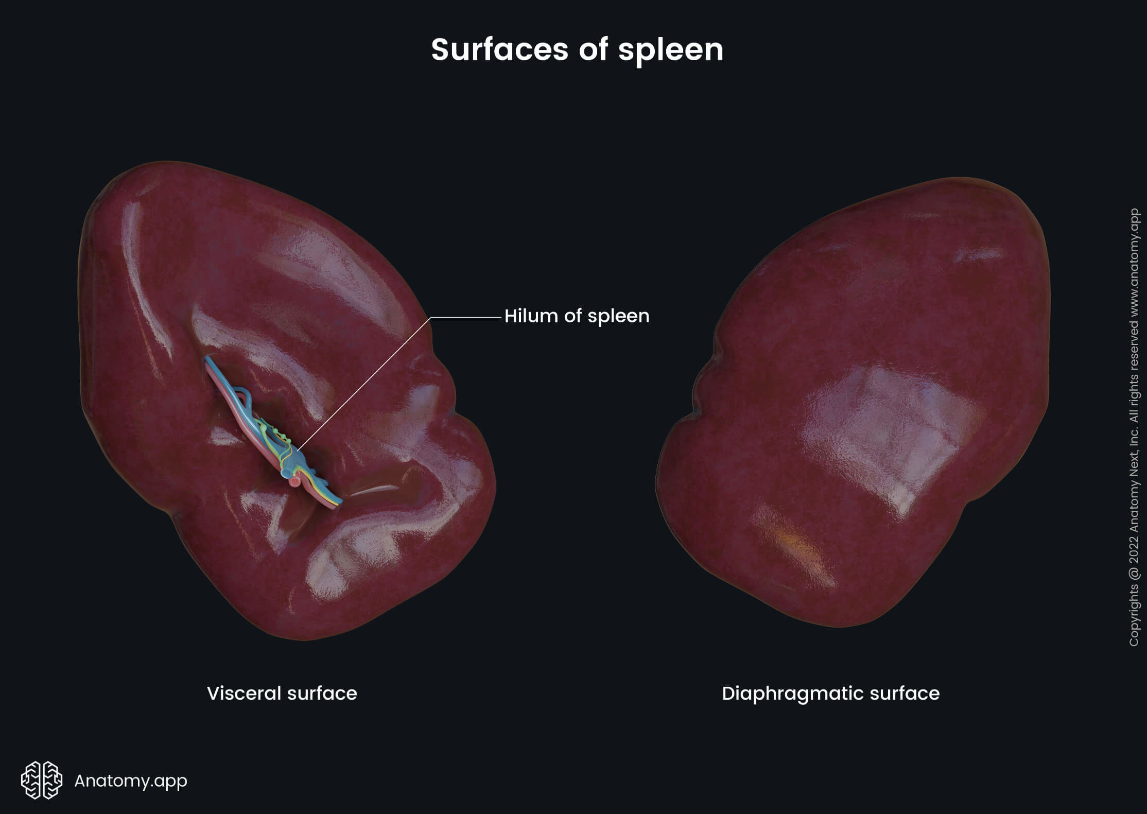 Spleen, Surfaces, Diaphragmatic surface, Visceral surface, Hilum of spleen