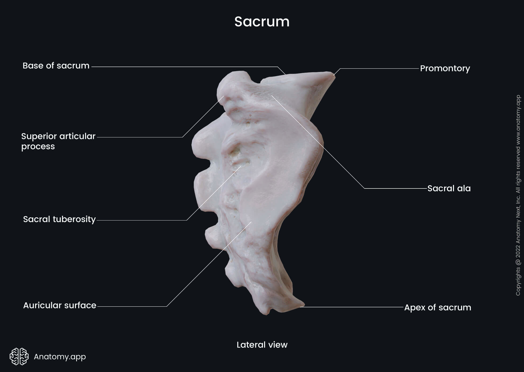 Spine, Sacrum, Landmarks, Lateral view