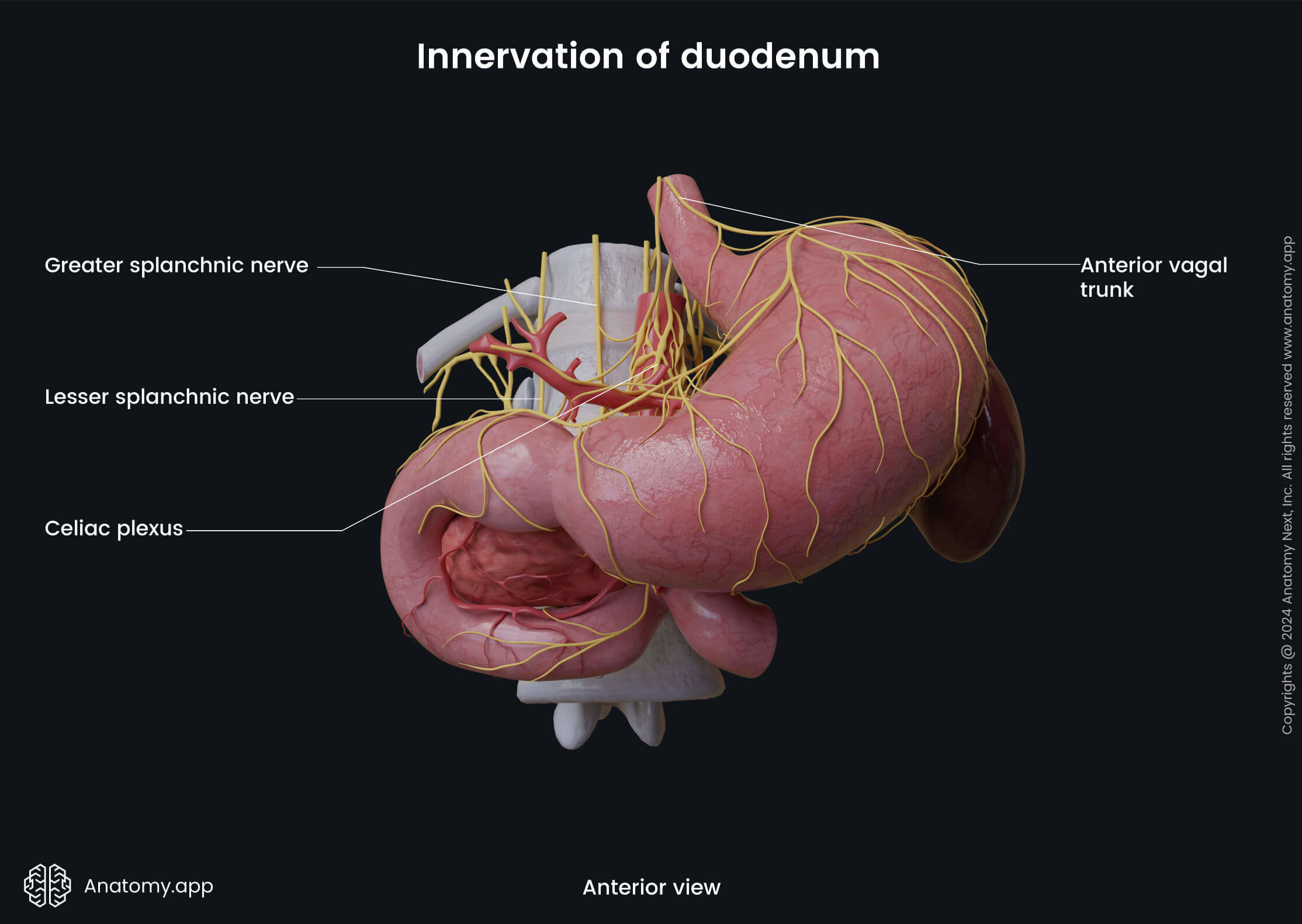 Abdomen, Digestive system, Gastrointestinal tract, Intestines, Small intestine, Duodenum, Innervation, Anterior view