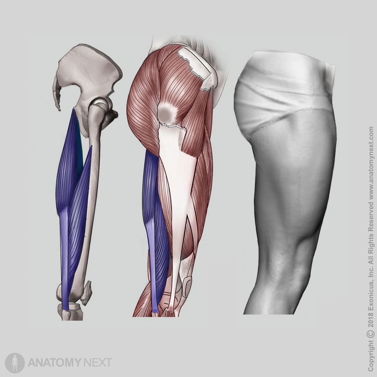 Biceps femoris, Hamstrings, Thigh muscles, Posterior compartment, Posterior compartment muscles, Human muscles, Human thigh, Origin of biceps femoris, Insertion of biceps femoris, Lateral view of biceps femoris