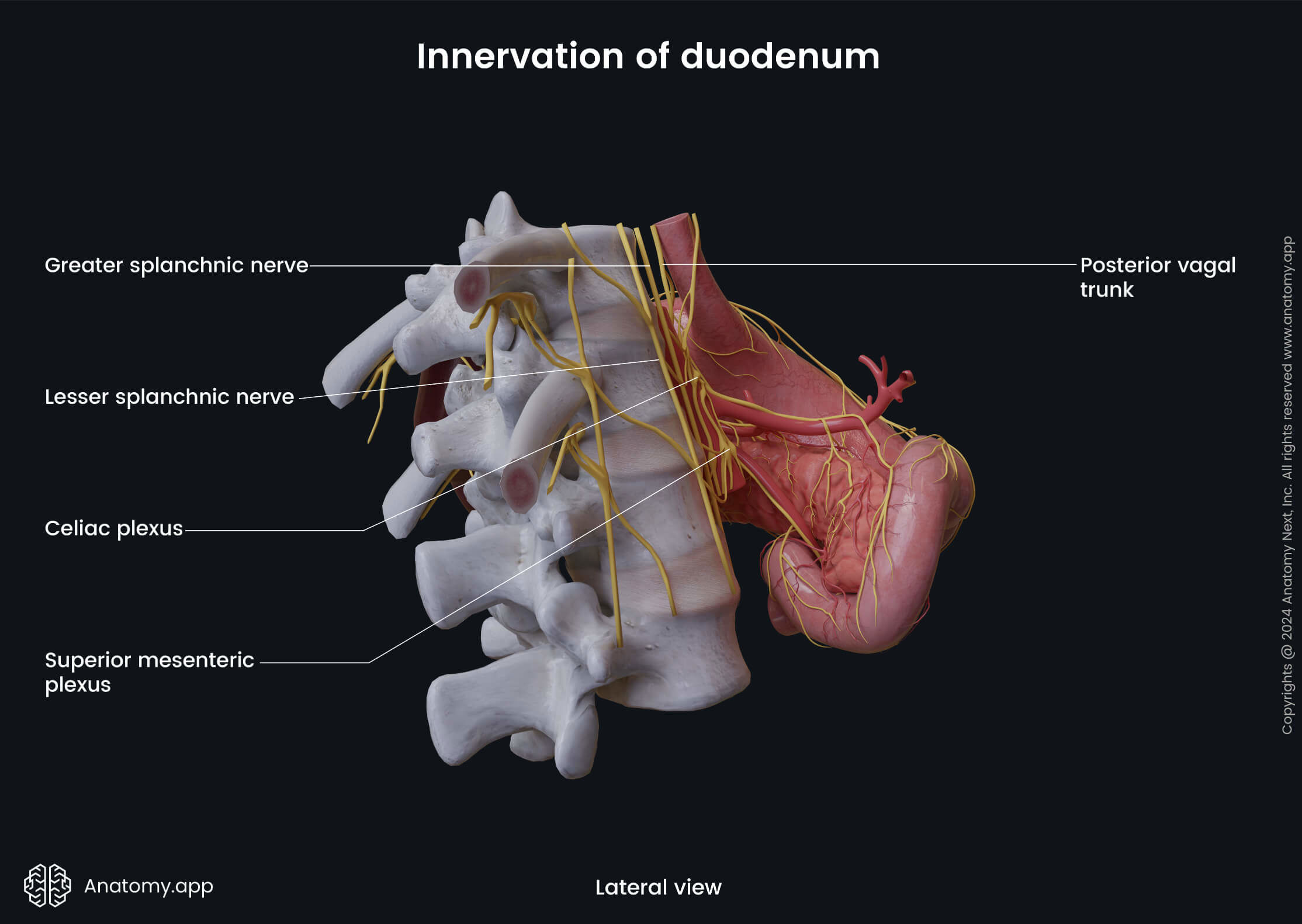 Abdomen, Digestive system, Gastrointestinal tract, Intestines, Small intestine, Duodenum, Innervation, Lateral view