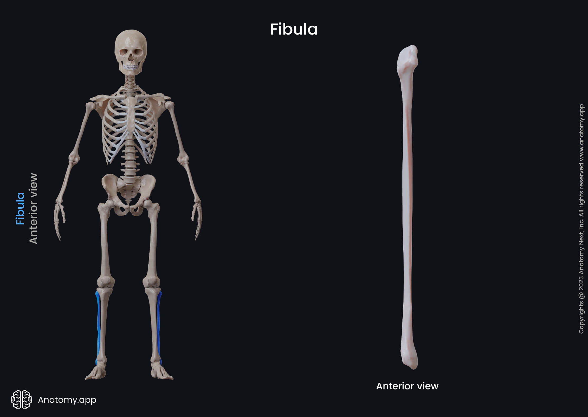 Tibia, Fibula, Shinbone, Calf bone, Bones of leg, Skeleton of lower limb, Leg bones, Human skeleton, Anterior view of fibula and tibia