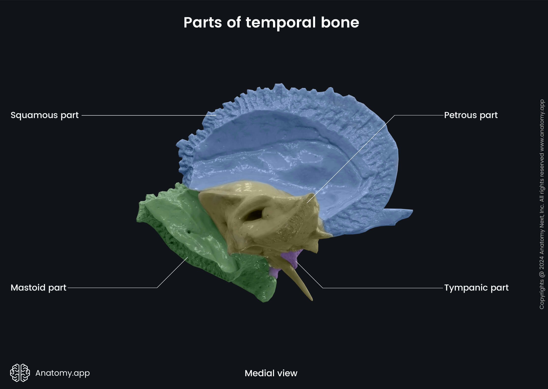 Head and neck, Skull, Cranium, Skeletal system, Neurocranium, Temporal bone, Parts, Petrous part, Mastoid part, Tympanic part, Sqamous part, Medial view