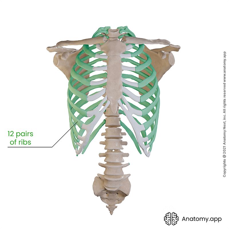 Thoracic cage (rib cage), 12 rib pairs (colored green)