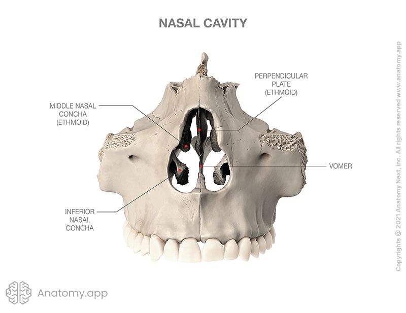 Anterior aspect of nasal cavity