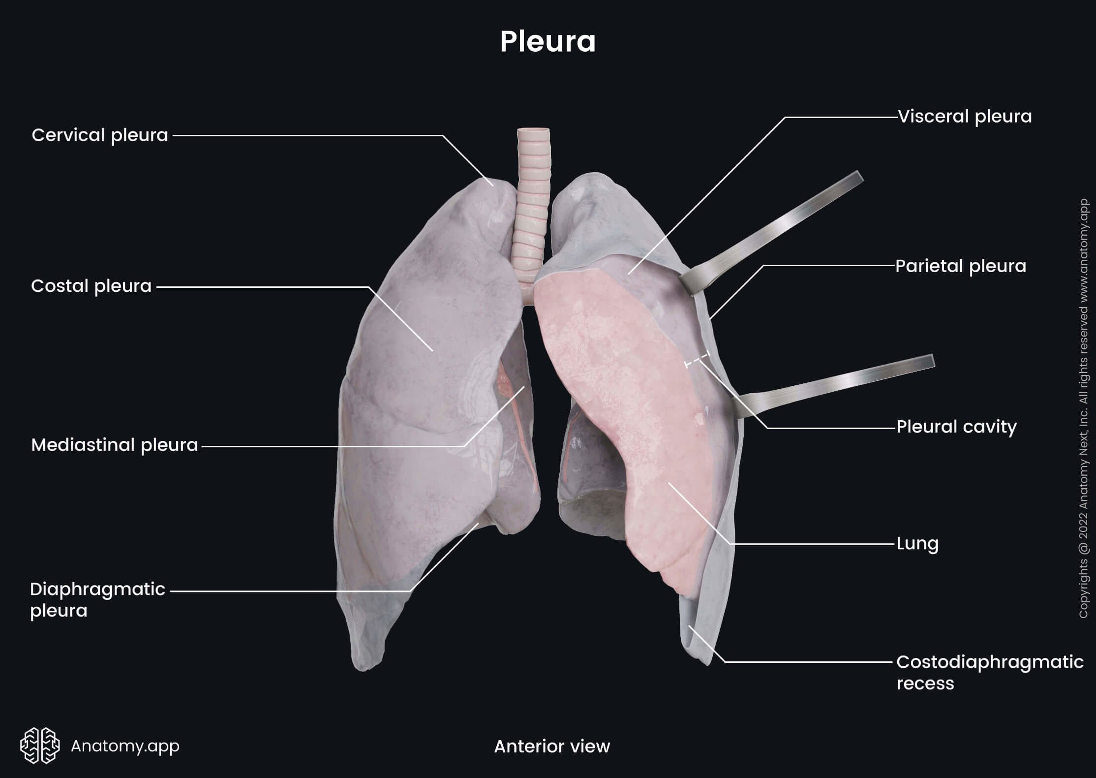 Pleura, Visceral pleura, Parietal pleura, Cervical pleura, Costal pleura, Mediastinal pleura, Diaphramatic pleura, Pleural cavity, Anterior view, Lungs with pleura