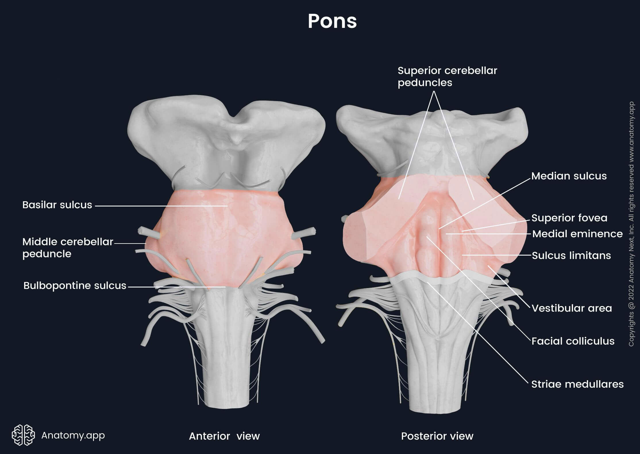 Pons, anterior and posterior views, external landmarks