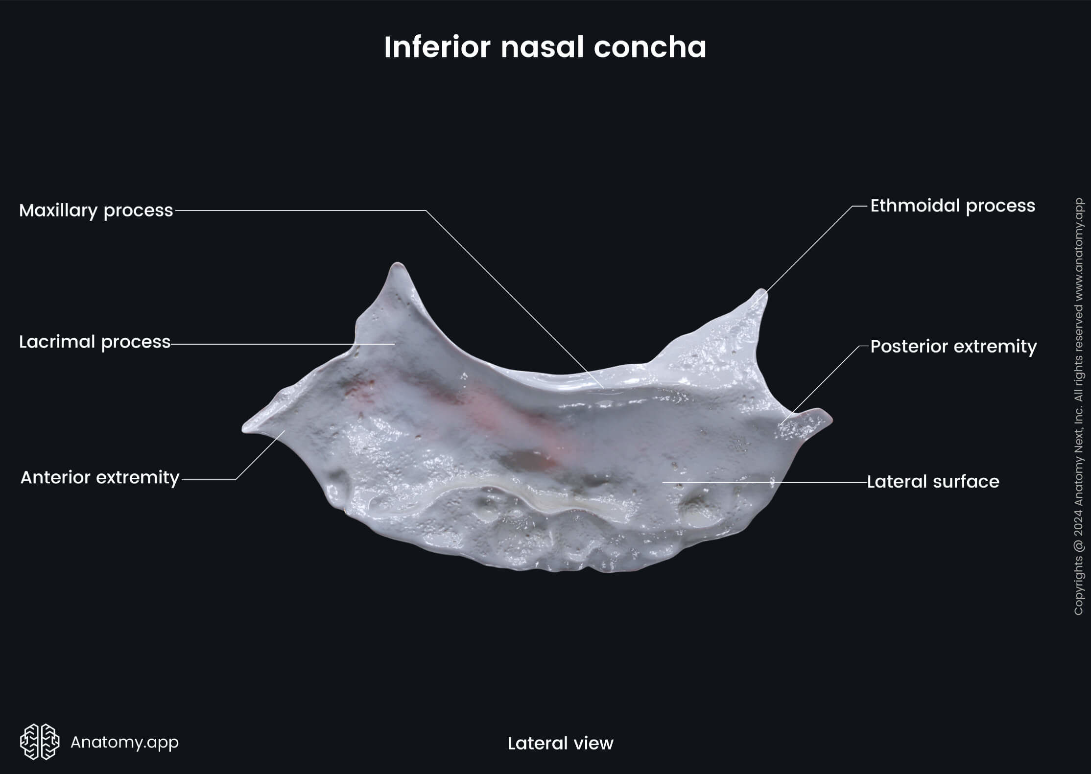 Head and neck, Skull, Viscerocranium, Facial skeleton, Inferior nasal concha, Landmarks of inferior nasal concha, Lateral view