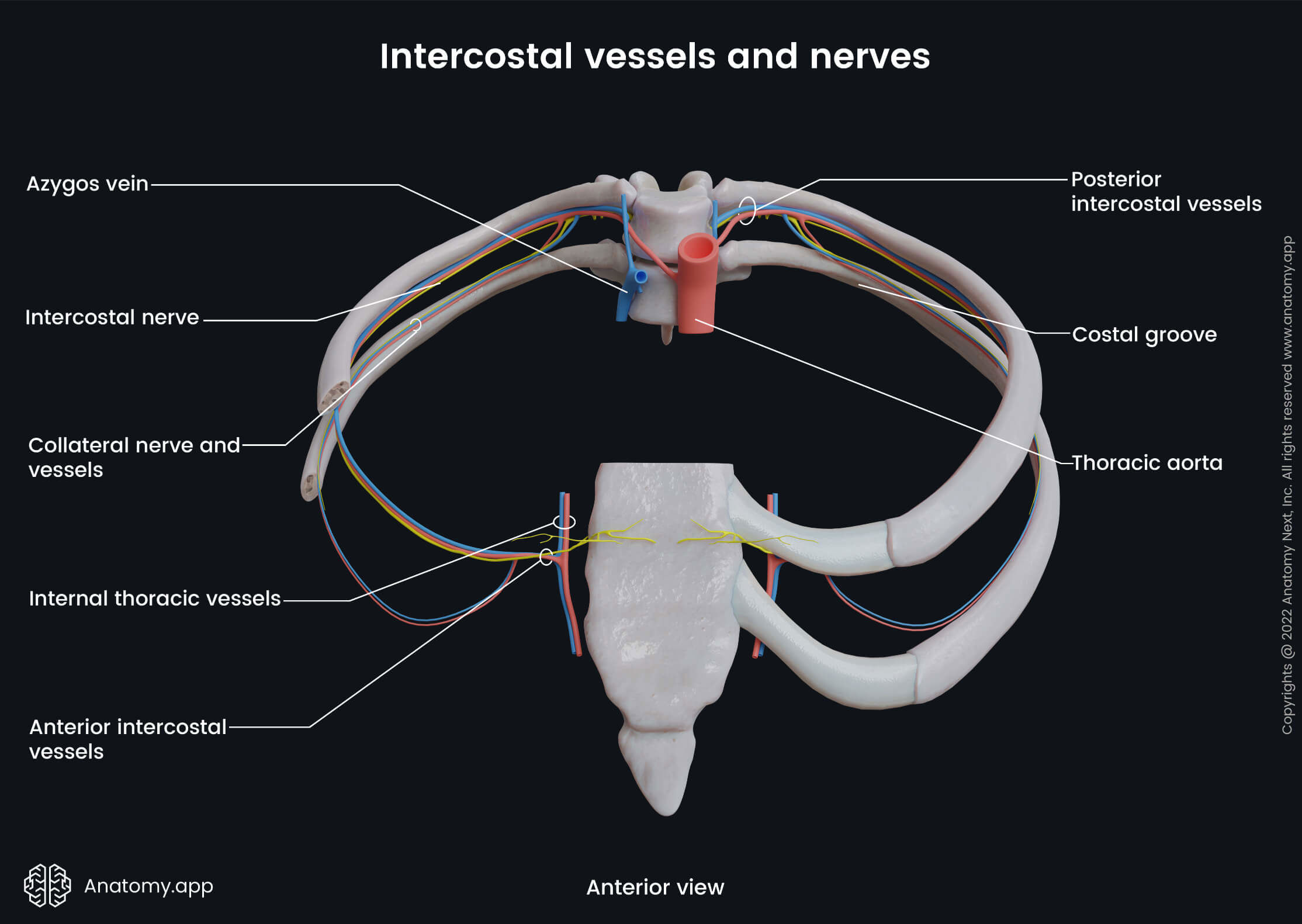 Thorax, Rib cage, Intercostal space, Intercostal nerve, Intercostal artery, Intercostal vein, Costal groove, Rib, Sternum, Thoracic vertebra, Thoracic aorta, Azygos vein, Anterior view