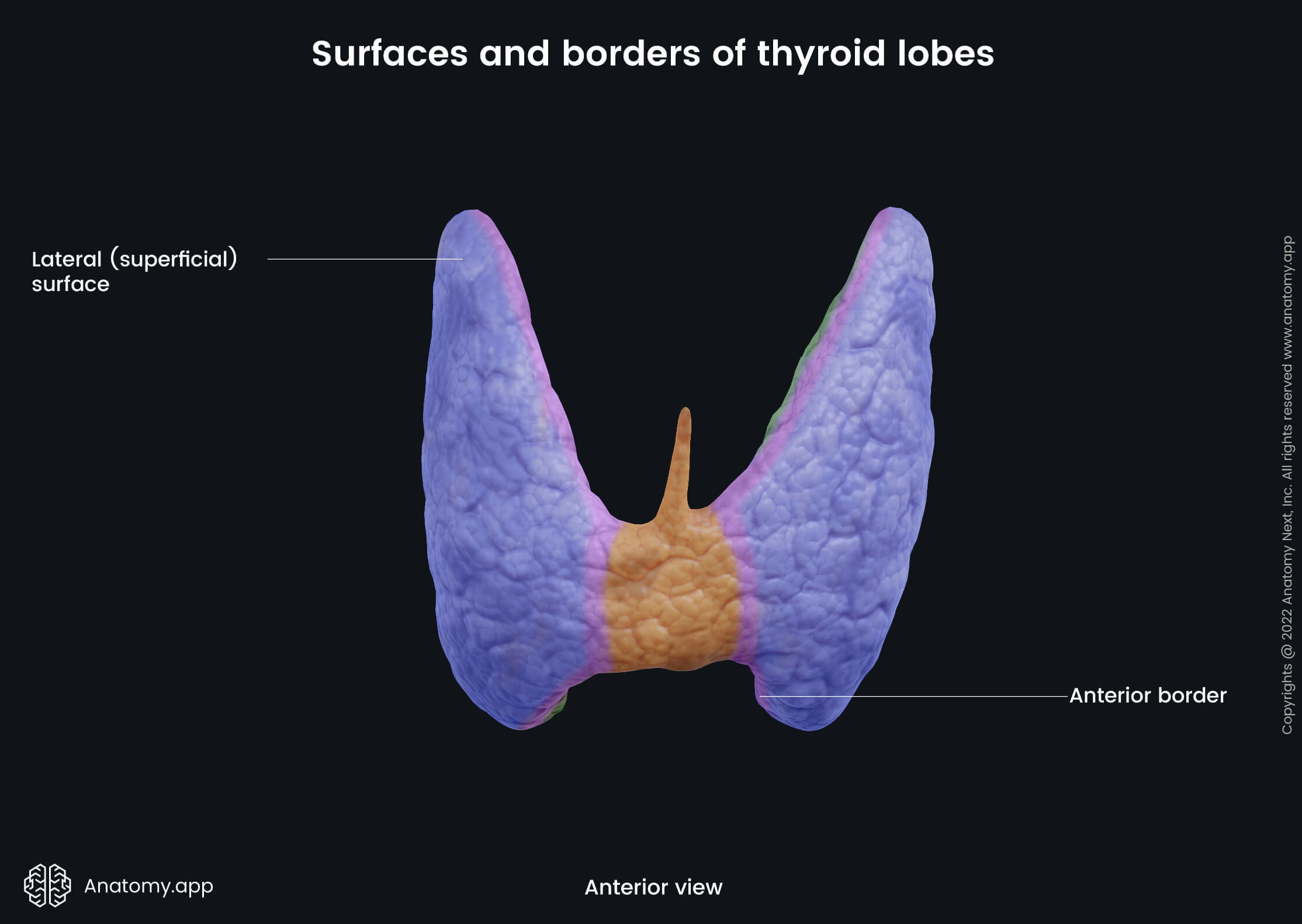 Thyroid gland, Lobes, Surfaces, Borders, Anterior view, Anterior border, Lateral surface