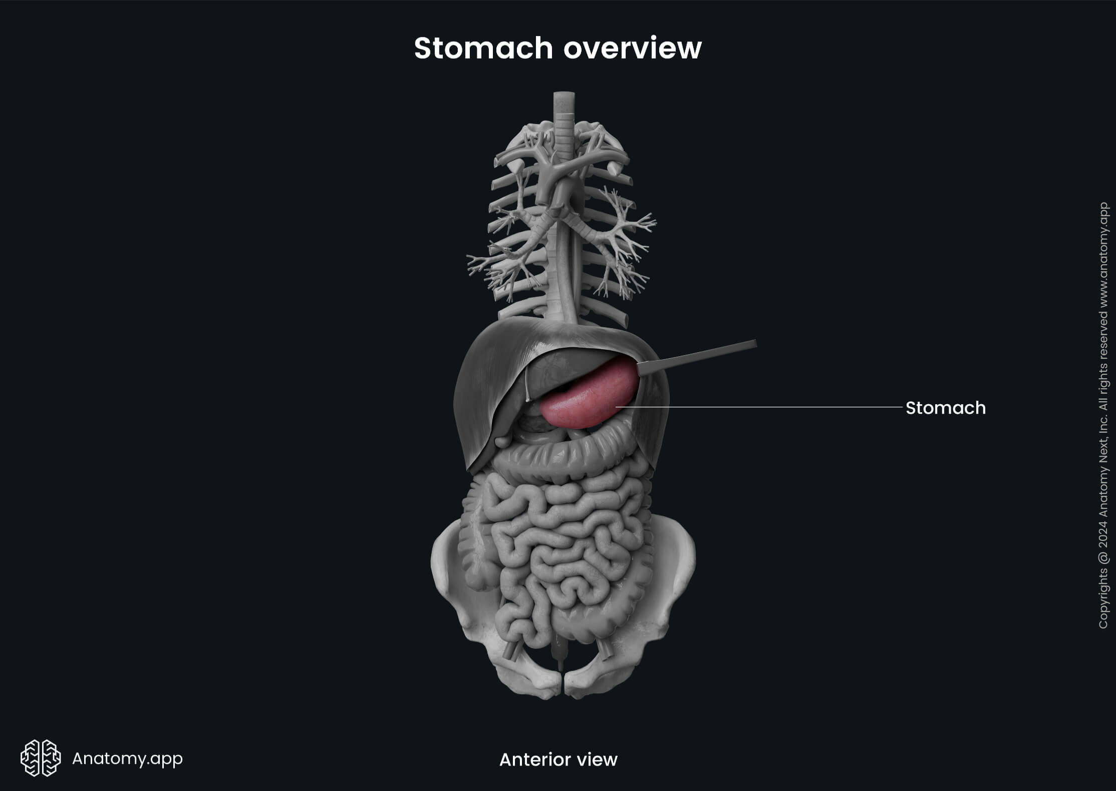 Abdomen, Gastrointestinal tract, Digestive system, Stomach, Anterior view