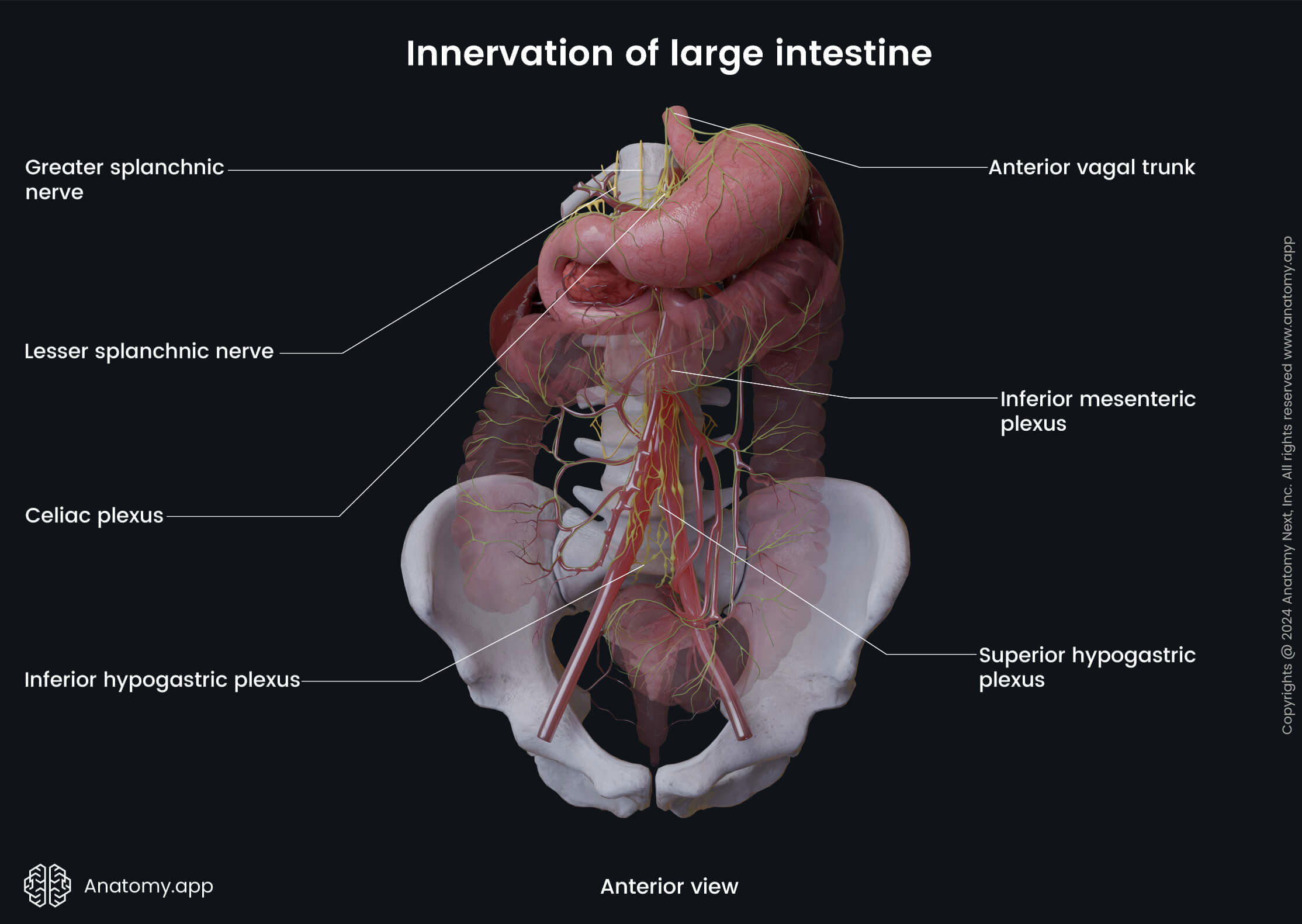 Abdomen, Digestive system, Gastrointestinal tract, Large intestine, Colon, Rectum, Anal canal, Innervation, Anterior view