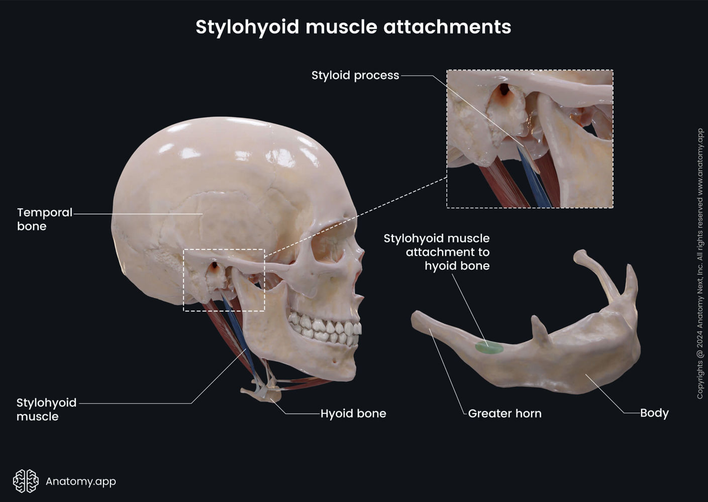 Stylohyoid Muscle Attachments Media Library Anatomy App Learn