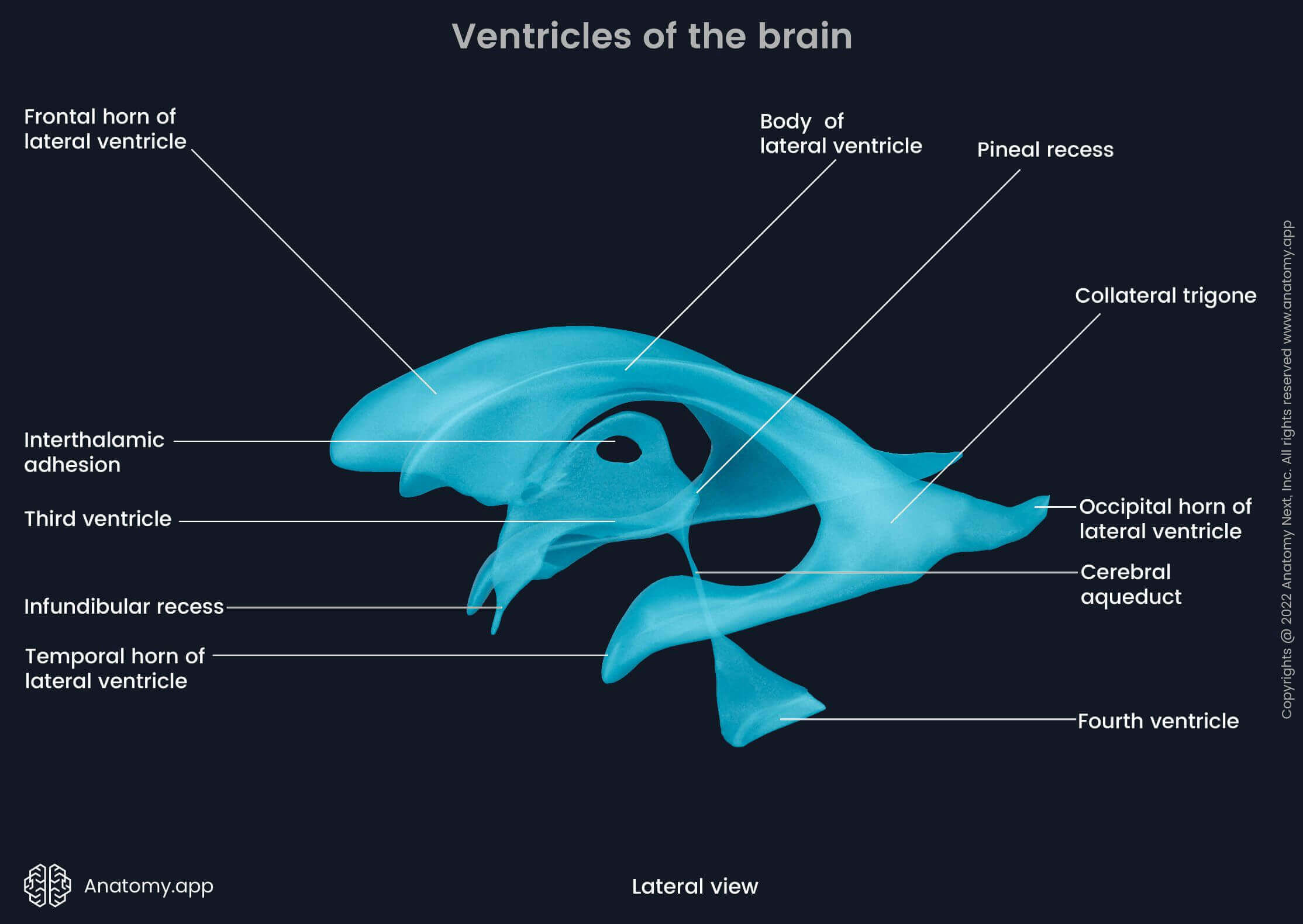 Ventricles of the brain