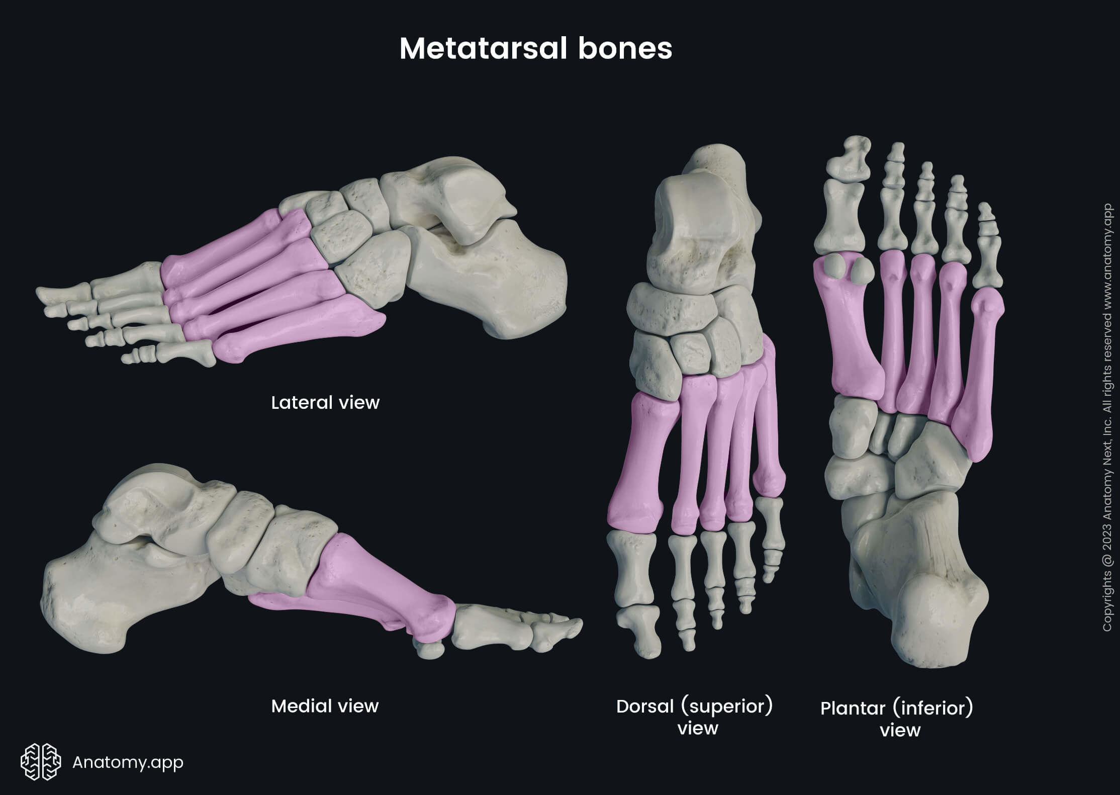 Human foot, Foot skeleton, Bones of foot, Human skeleton, Metatarsals, Hallux, First metatarsal, Second metatarsal, Third metatarsal, Fourth metatarsal, Fifth metatarsal, Superior view of foot, Dorsal view of foot, Dorsal surface of foot, Medial view of foot, Lateral view of foot, Dorsal view of foot, Plantar view of foot, Skeleton of the lower limb