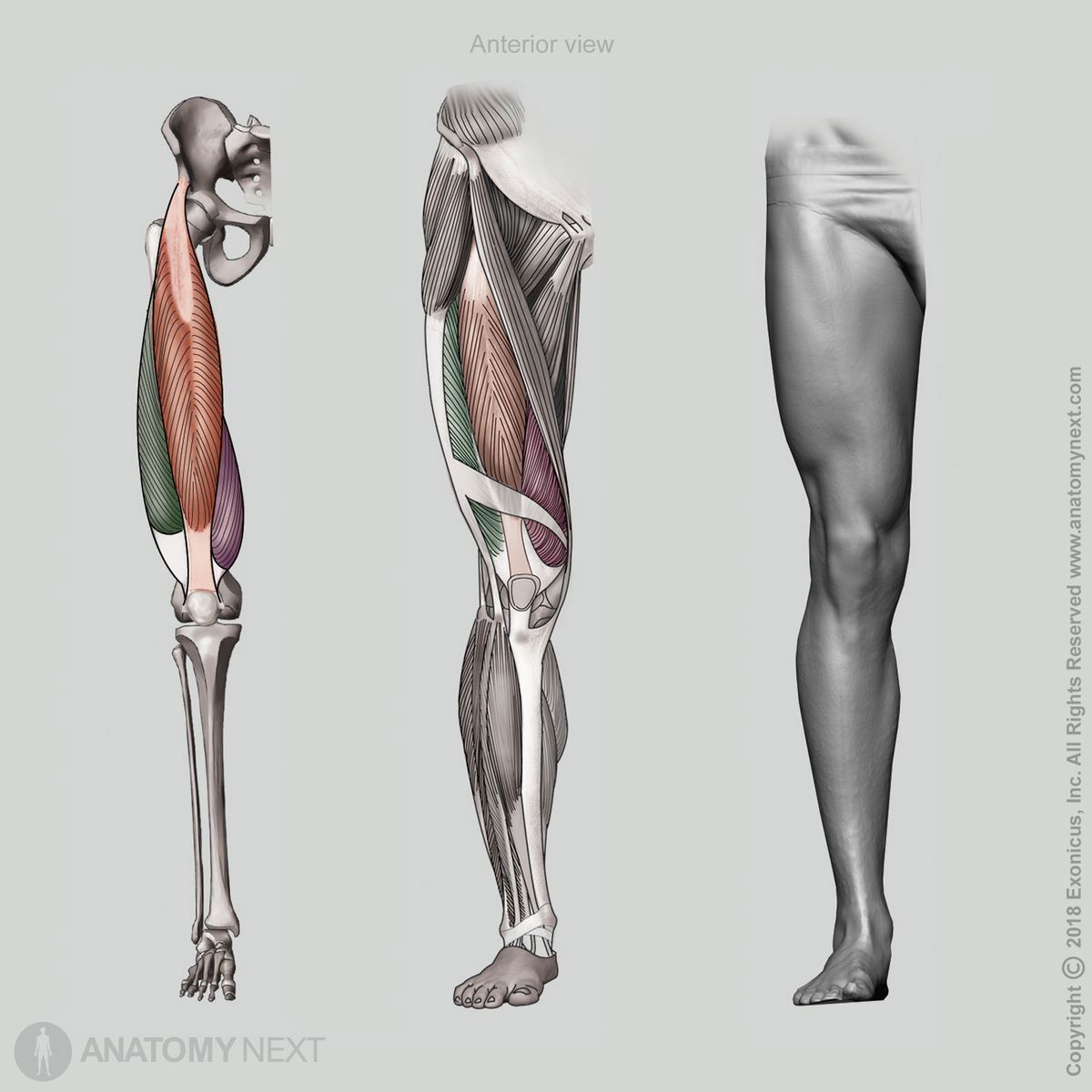 Vastus medialis, Vastus lateralis, Vastus intermedius, Rectus femoris, Quadriceps femoris, Anterior view of quadriceps femoris, Thigh muscles, Anterior compartment of thigh, Anterior compartment muscles, Human thigh