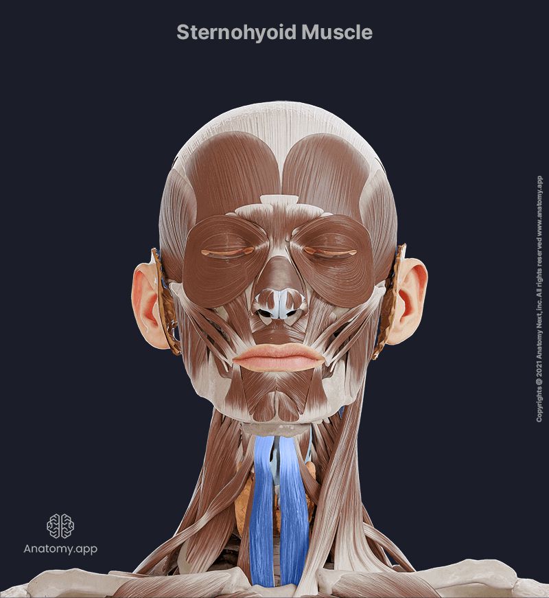 Sternohyoid muscle, Sternohyoid, Infrahyoid muscles, Head and neck muscles, Neck muscles, Anterior neck muscles, Infrahyoid muscles of the neck, Sternohyoid muscle colored blue