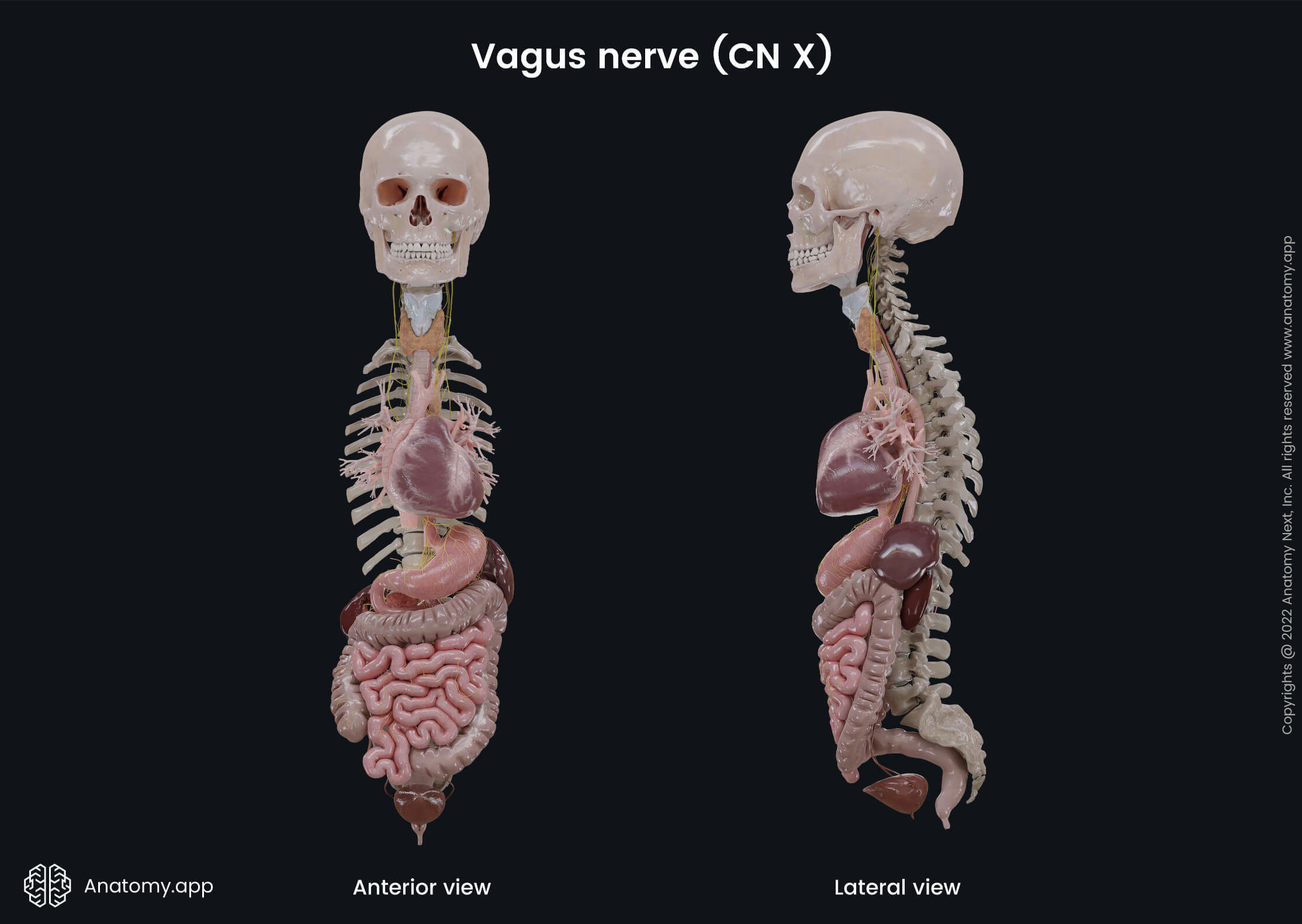 Nervous system, Cranial nerves, Tenth cranial nerve, CN X, Vagus nerve, Overview, Anterior and lateral views