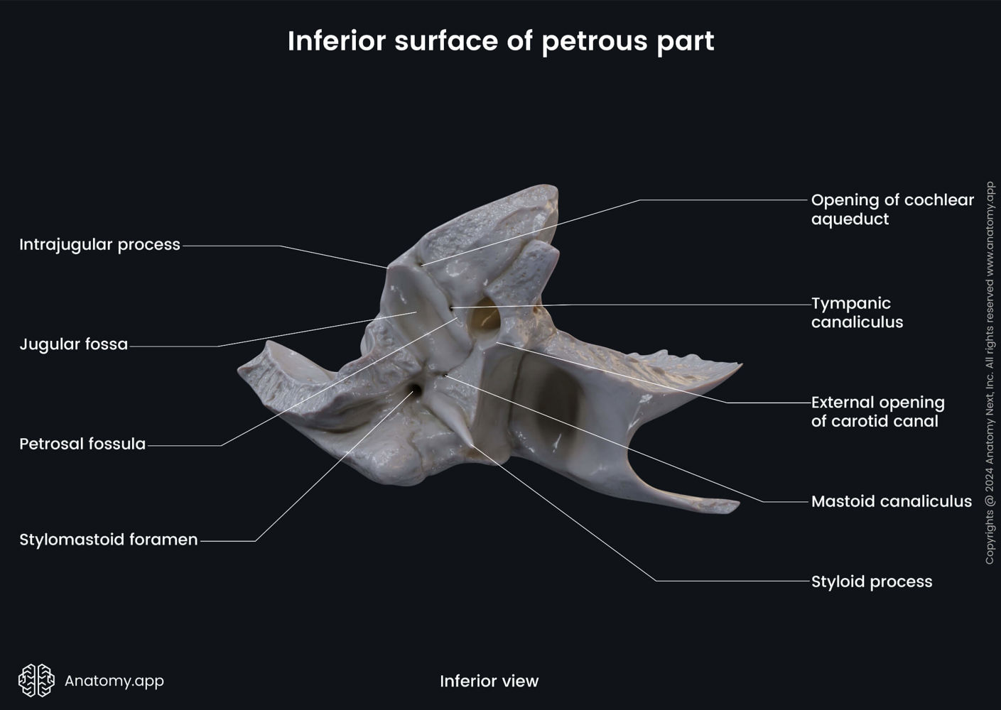 Inferior surface of petrous part (temporal bone) | Media Library ...