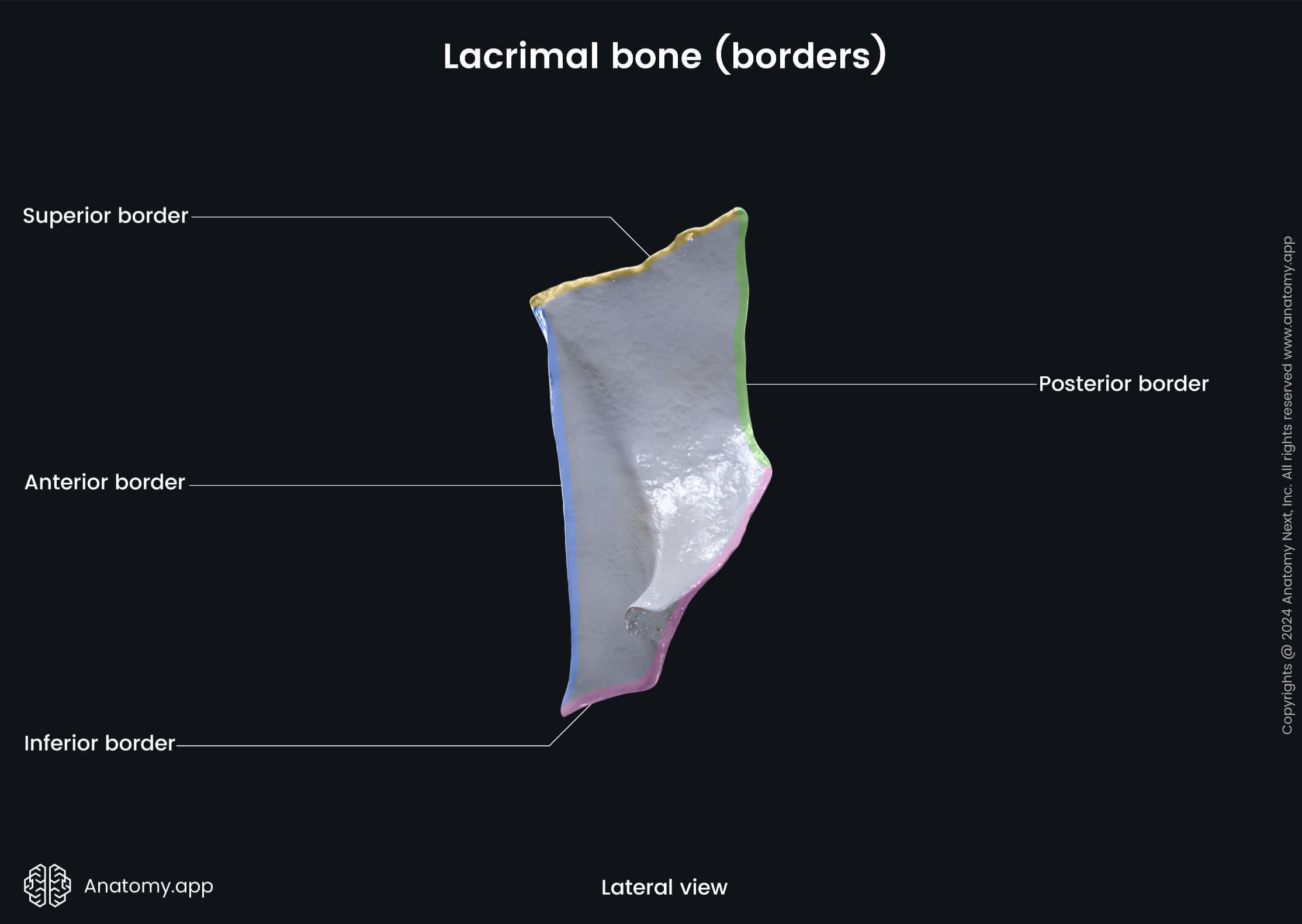 Head and neck, Skull, Viscerocranium, Facial skeleton, Lacrimal bone, Landmarks of lacrimal bone, Borders of lacrimal bone, Lateral view