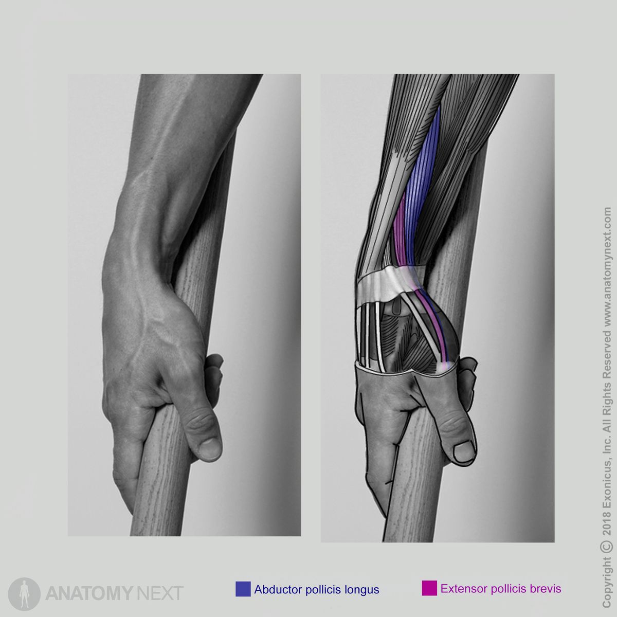 Abductor pollicis longus, Extensor pollicis brevis, Action of abductor pollicis longus, Function of abductor pollicis longus, Action of extensor pollicis brevis, Function of extensor pollicis brevis, Forearm muscles, Muscles of forearm, Posterior compartment muscles, Posterior compartment of forearm muscles, Human muscles, Human hand