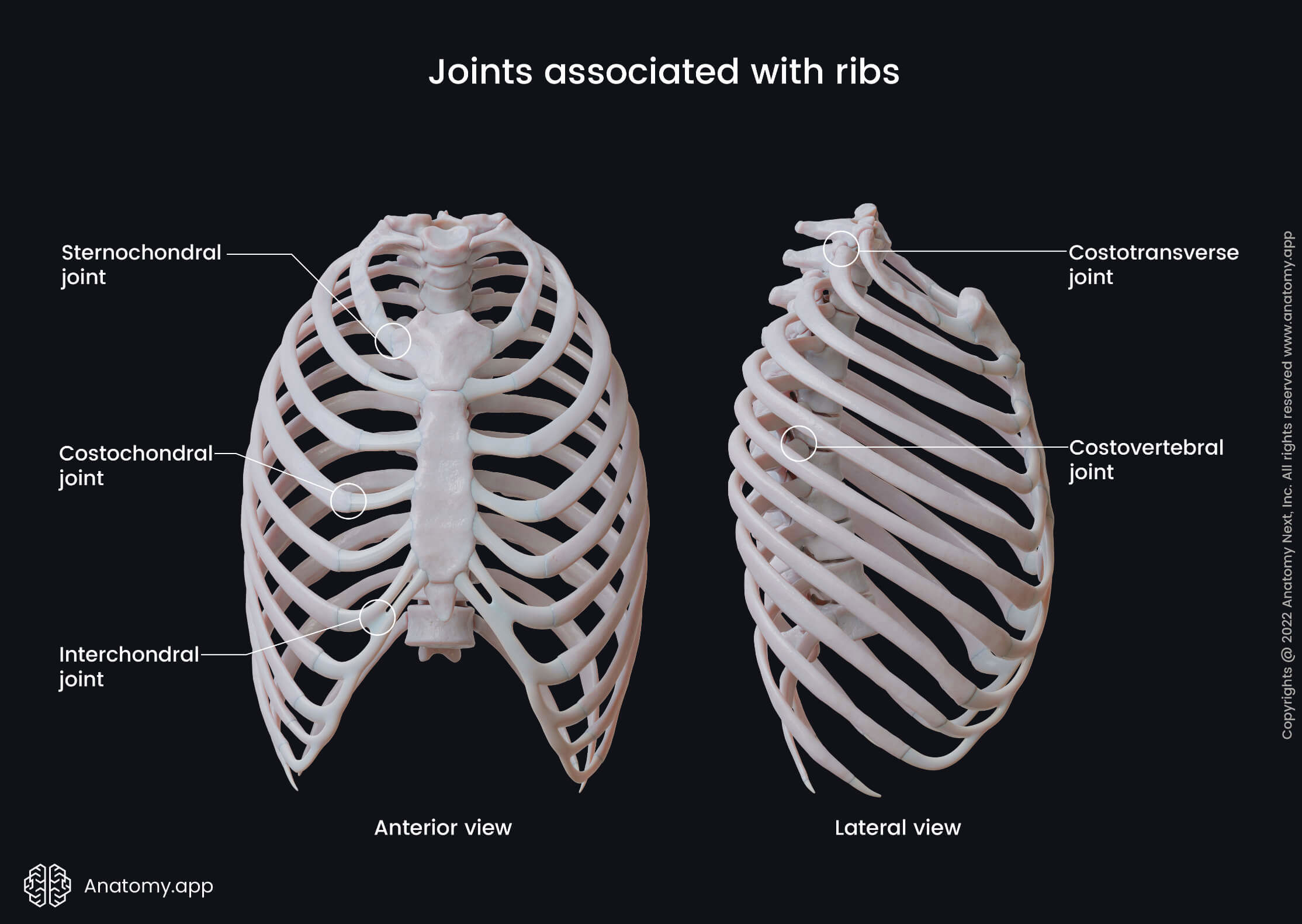 Joints associated with ribs, Joints of ribs, Rib joints, Interchondral joint, Costovertebral joint, Costotransverse joint, Sternochondral joint, Costochondral joint, Thoracic cages, Rib cage, Ribs, Sternum, Thoracic vertebrae