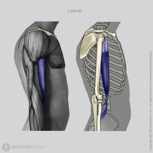 Biceps brachii, Long head of biceps brachii, Short head of biceps brachii, Arm muscles, Muscles of upper arm, Anterior compartment muscles, Anterior compartment of upper arm, Lateral view of biceps brachii