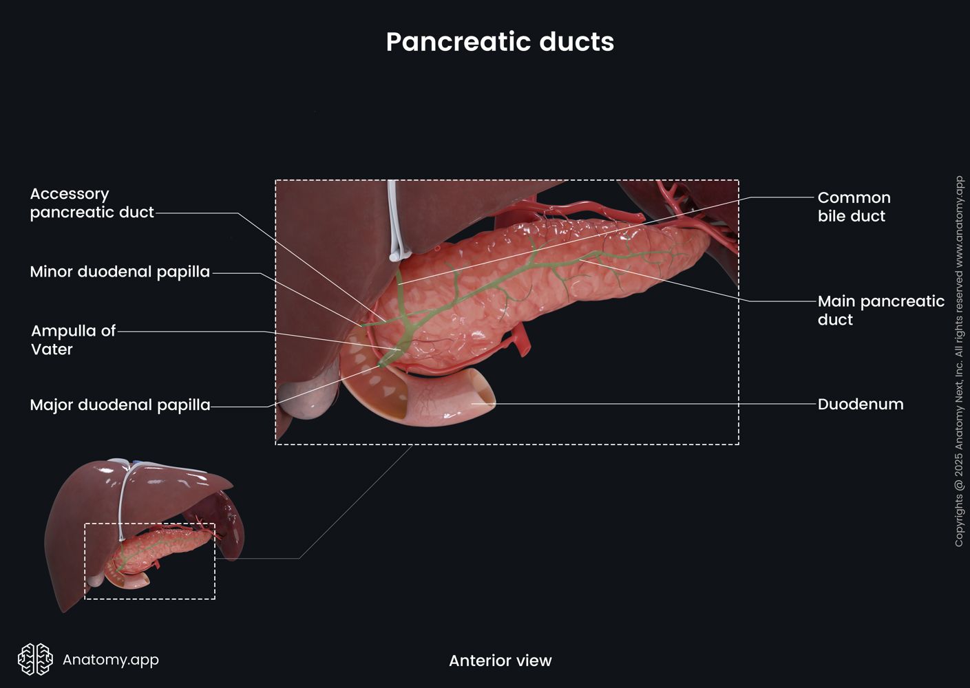 Pancreatic ducts | Anatomy.app