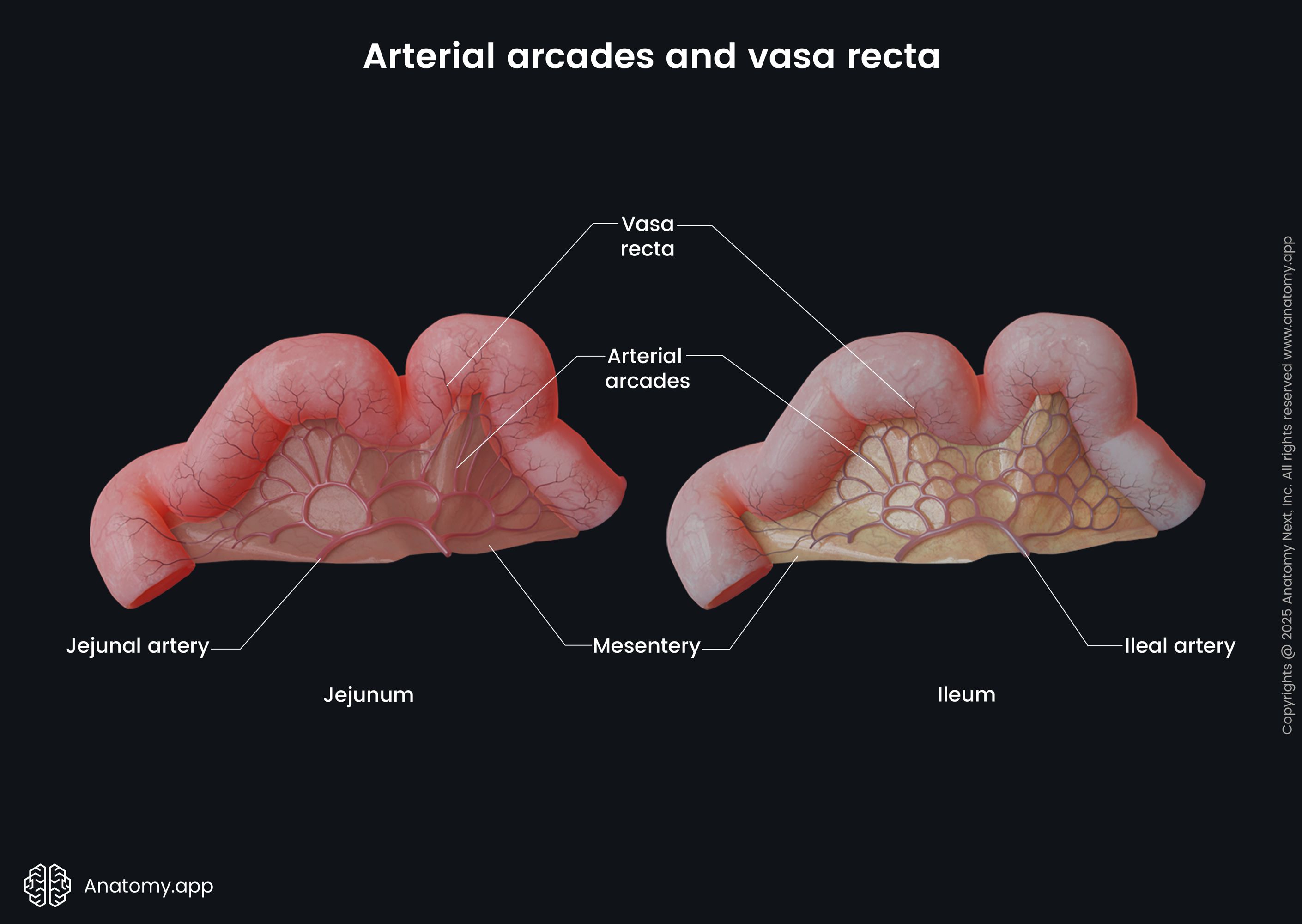Arterial arcades and vasa recta