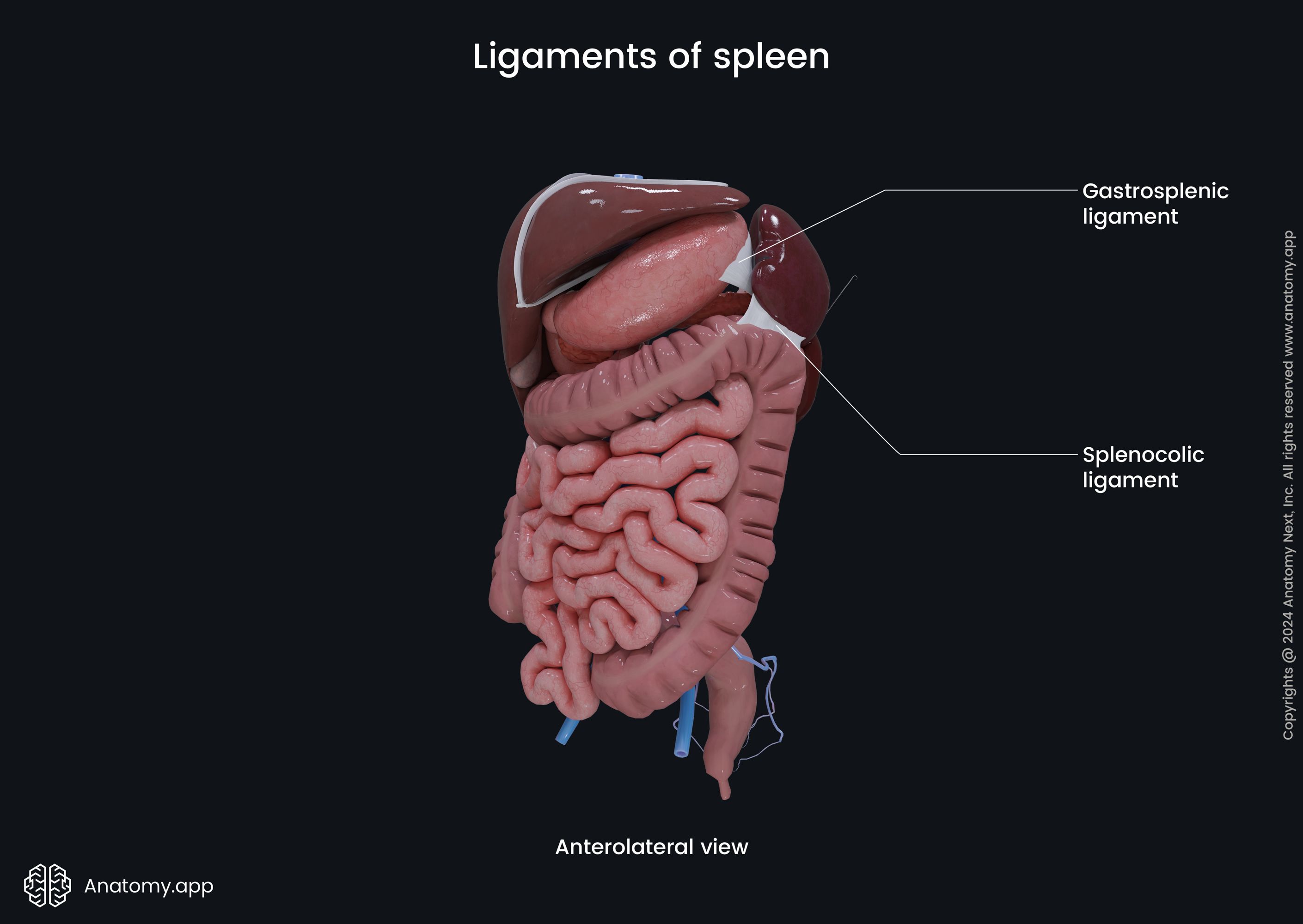 Ligaments of spleen (anterolateral view)