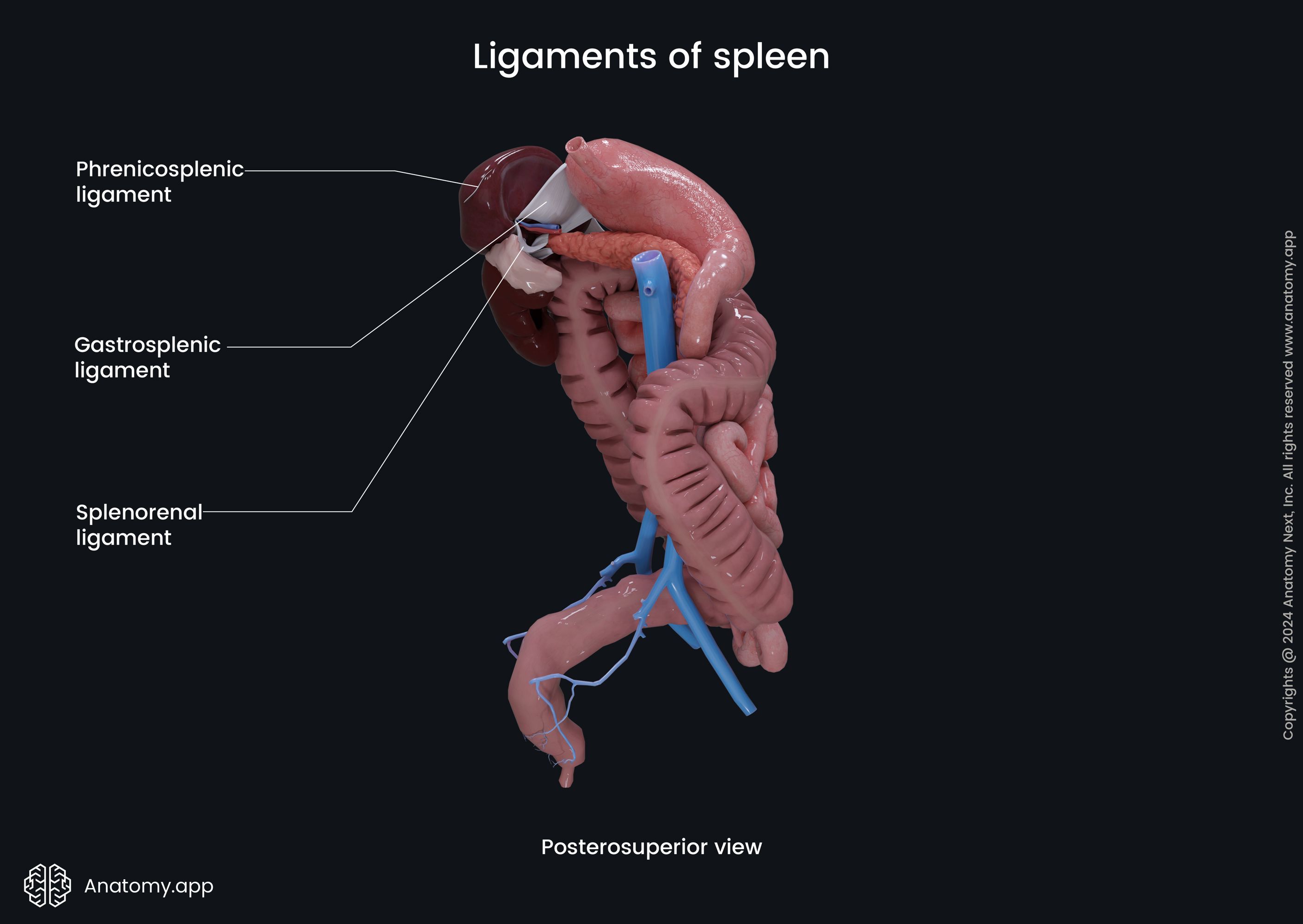 Ligaments of spleen (posterosuperior view)