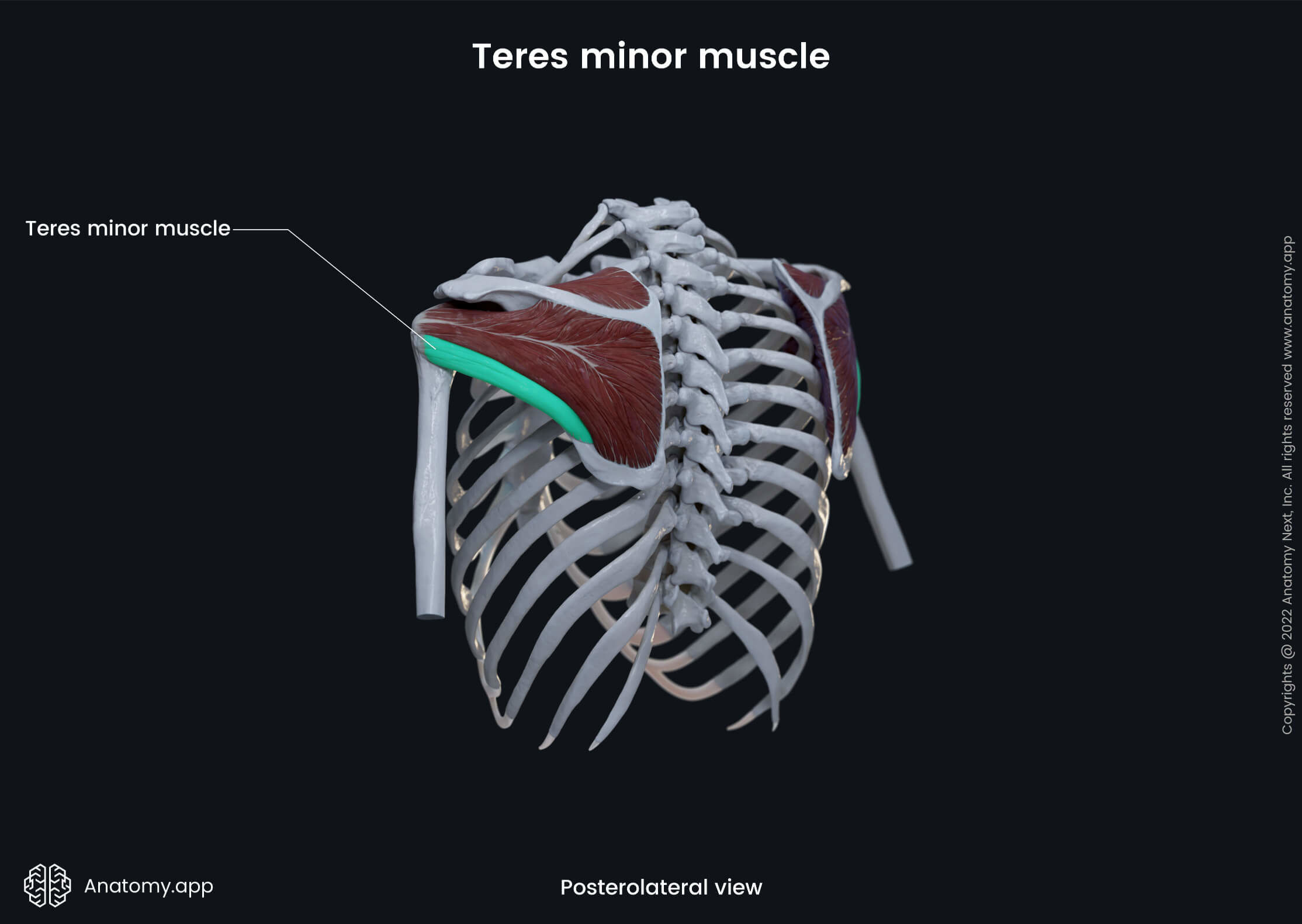 Upper extremity, upper limb, thorax, muscular system, rotator cuff, teres minor, posterolateral view