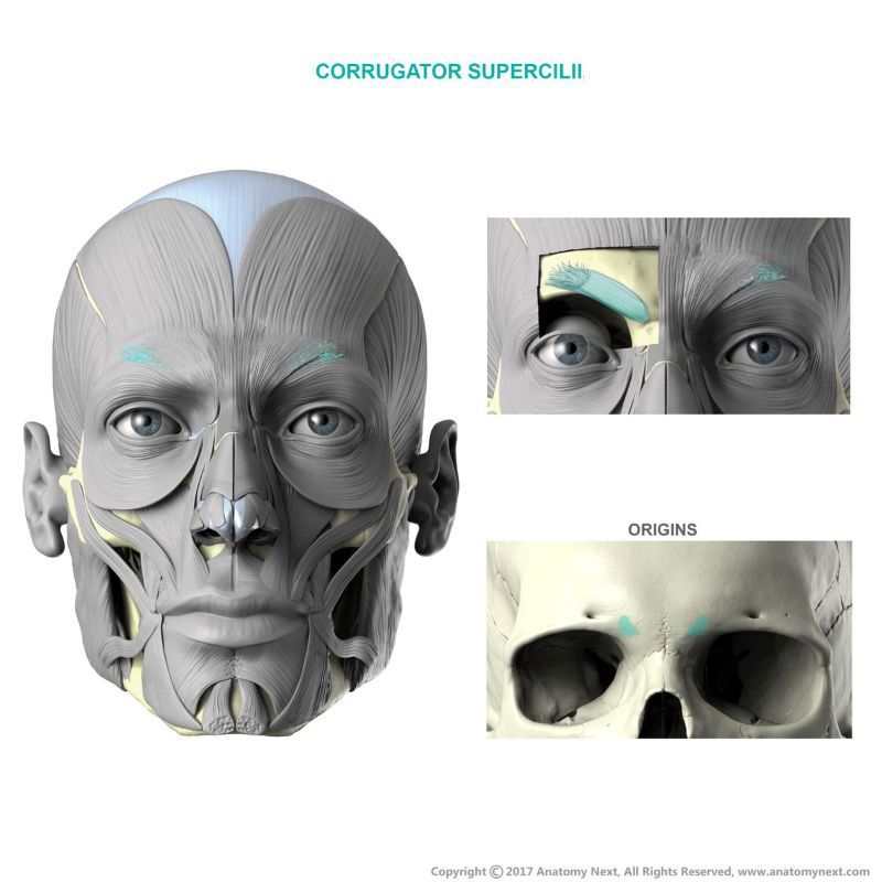 Origin and insertion of corrugator supercilii