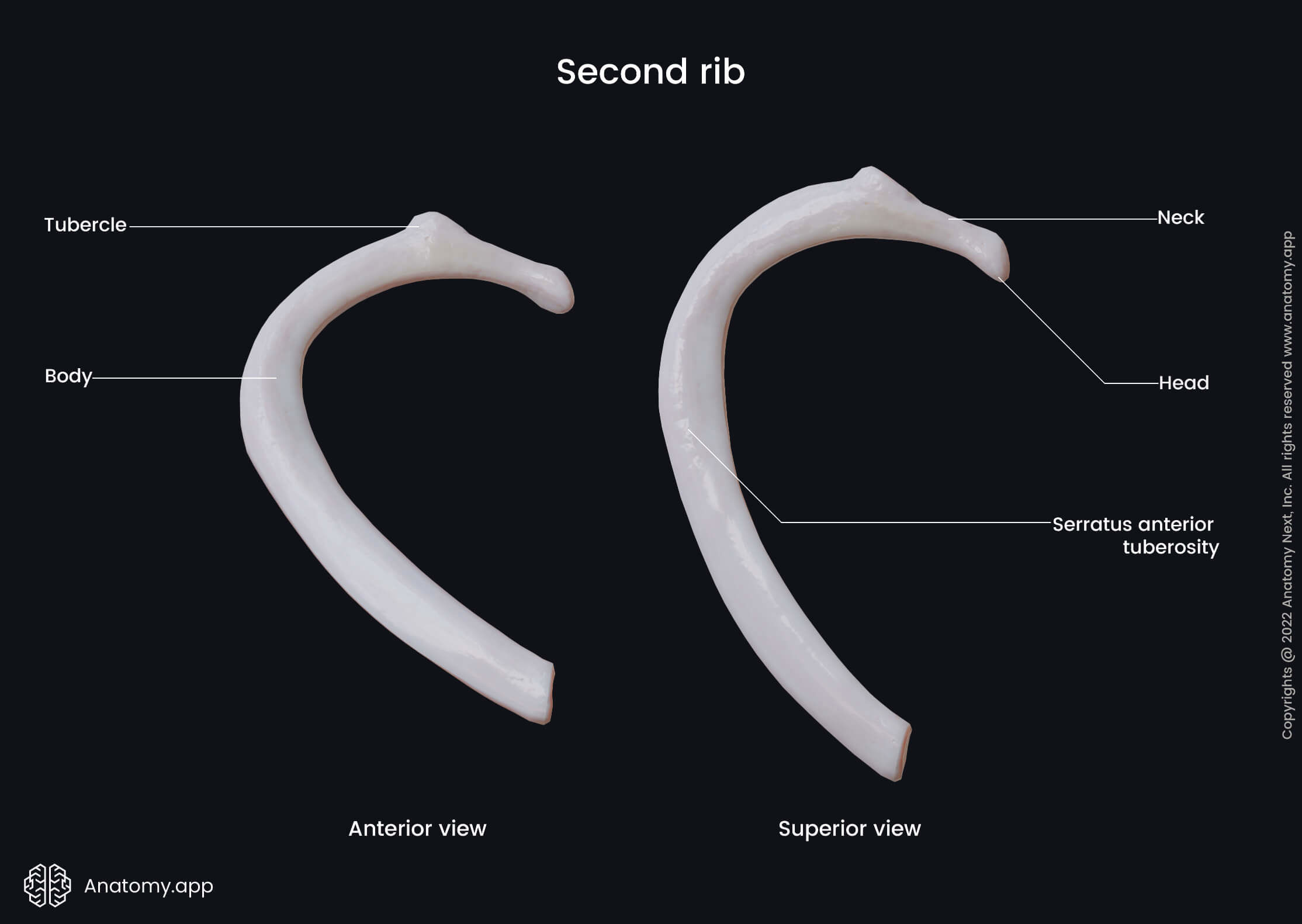 Thorax, Ribs, Atypical ribs, Landmarks, Second rib, Anterior view, Superior view