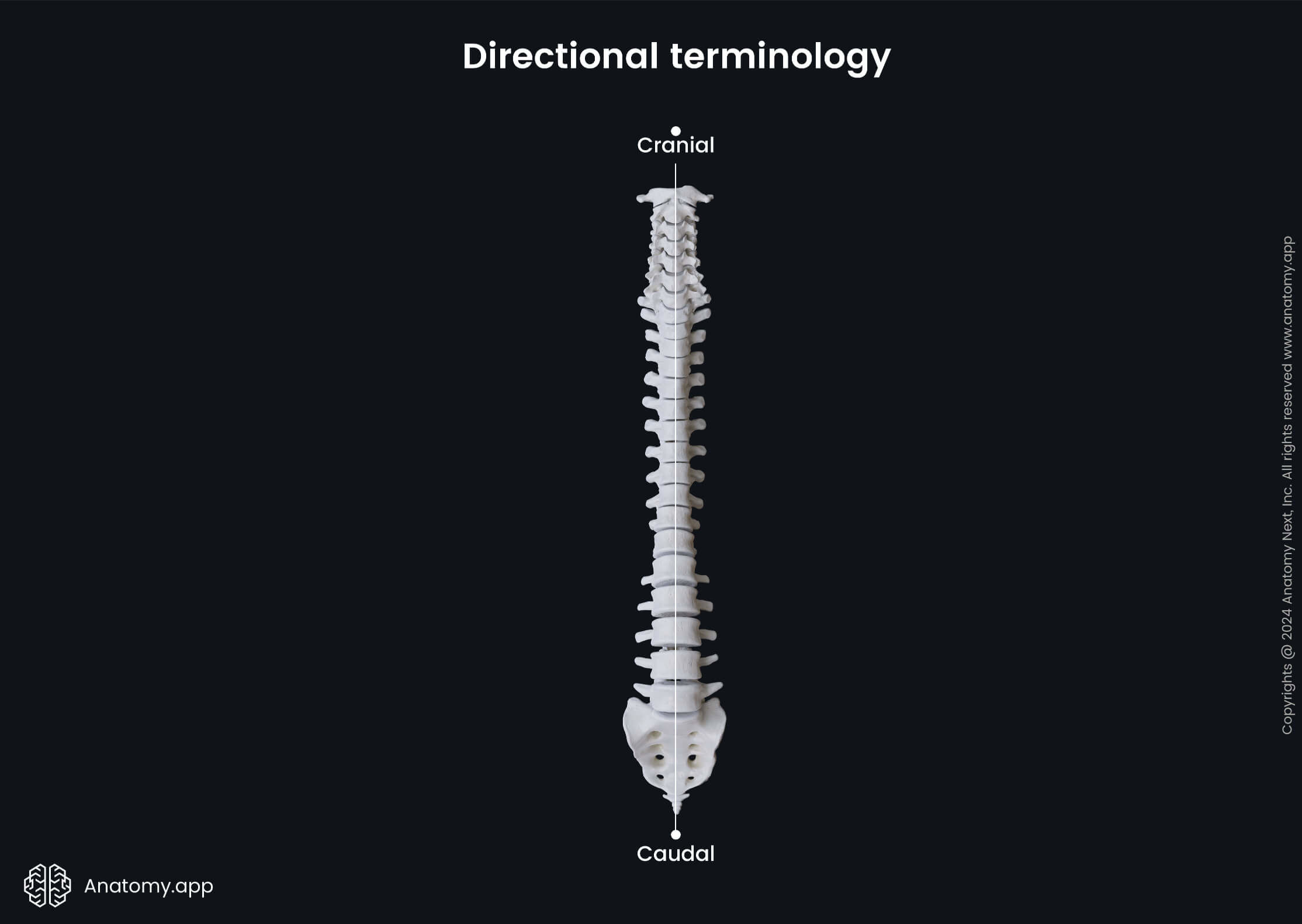 Directional terminology (cranial and caudal)