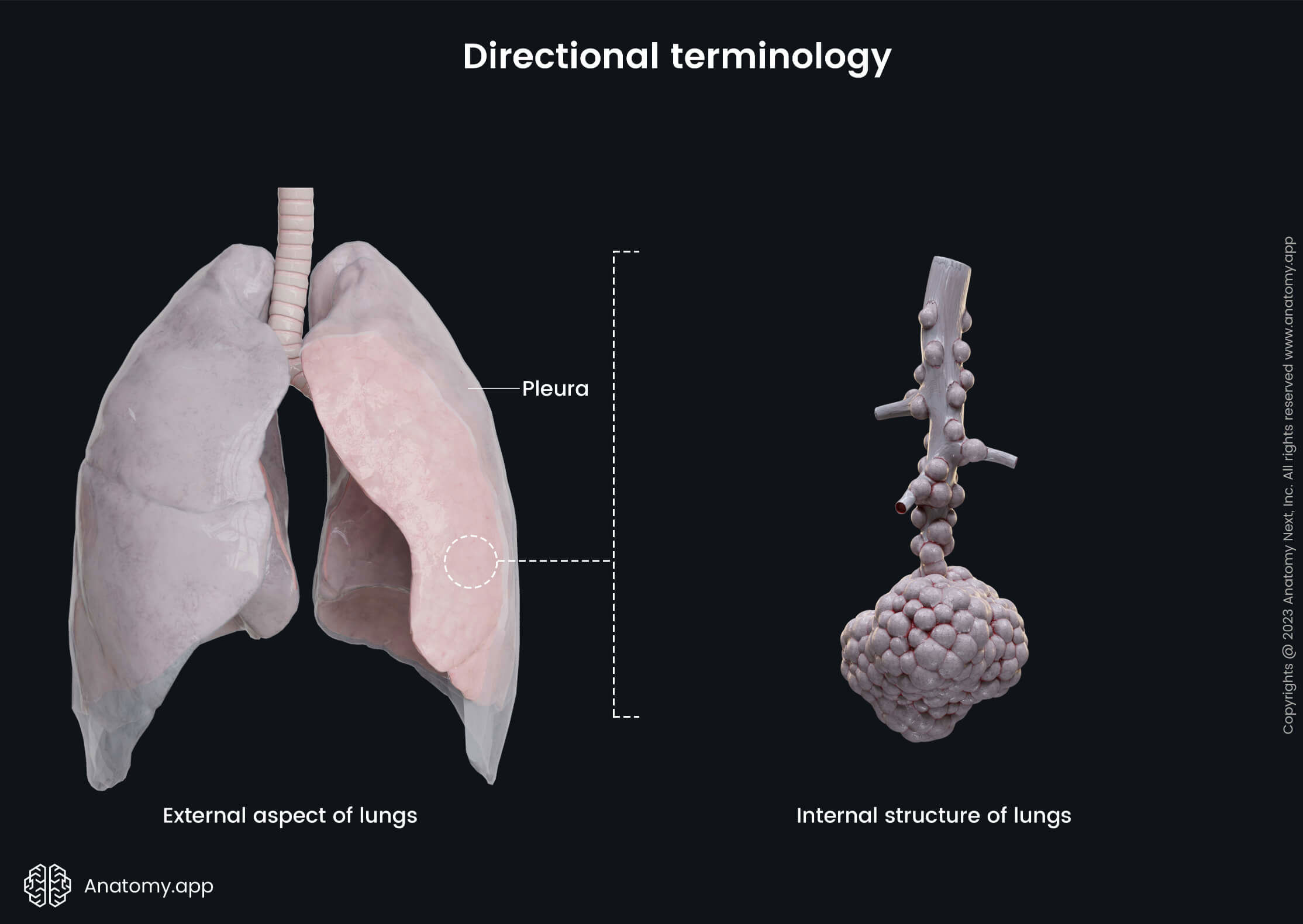 Directional terminology (external and internal)