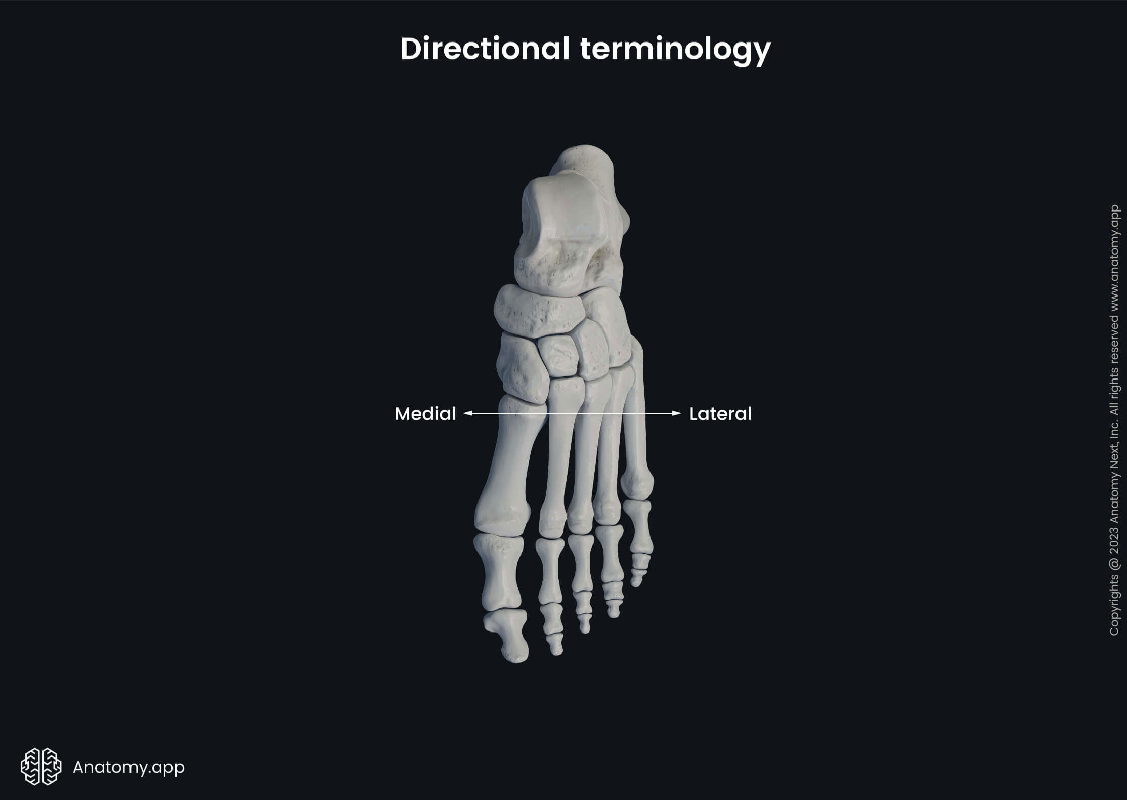 Directional terminology (lateral and medial)