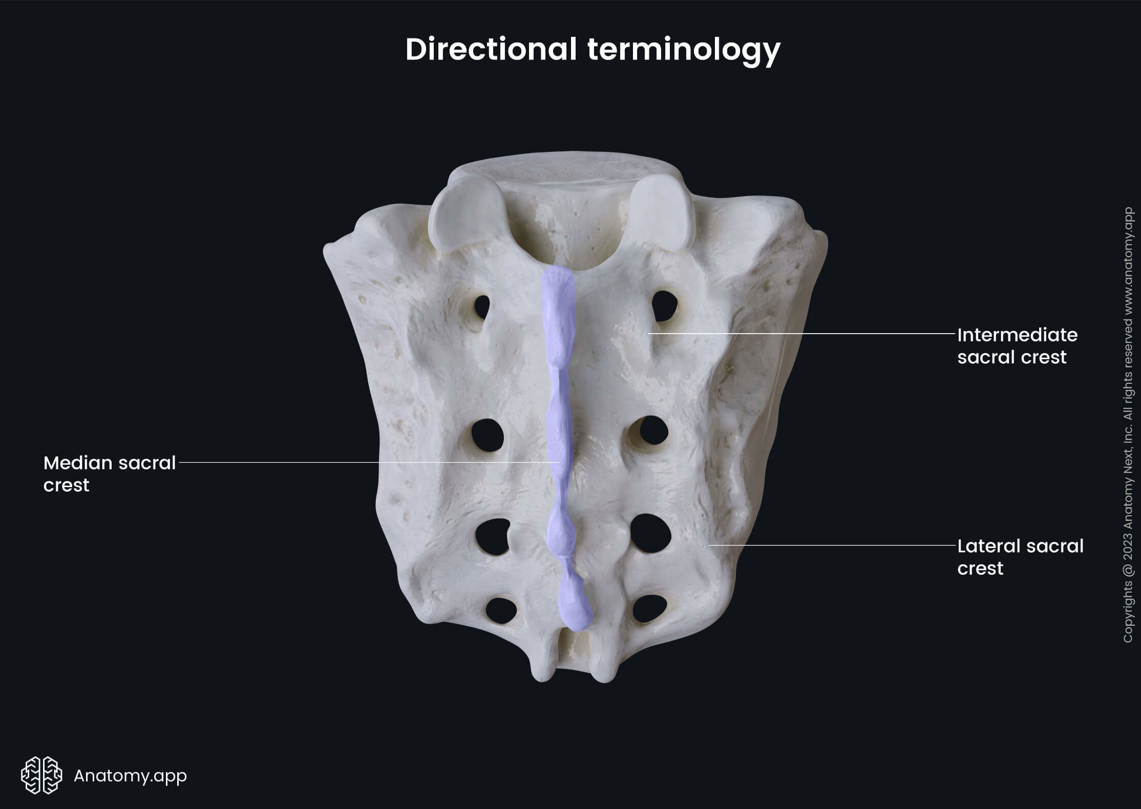 Directional terminology (median)