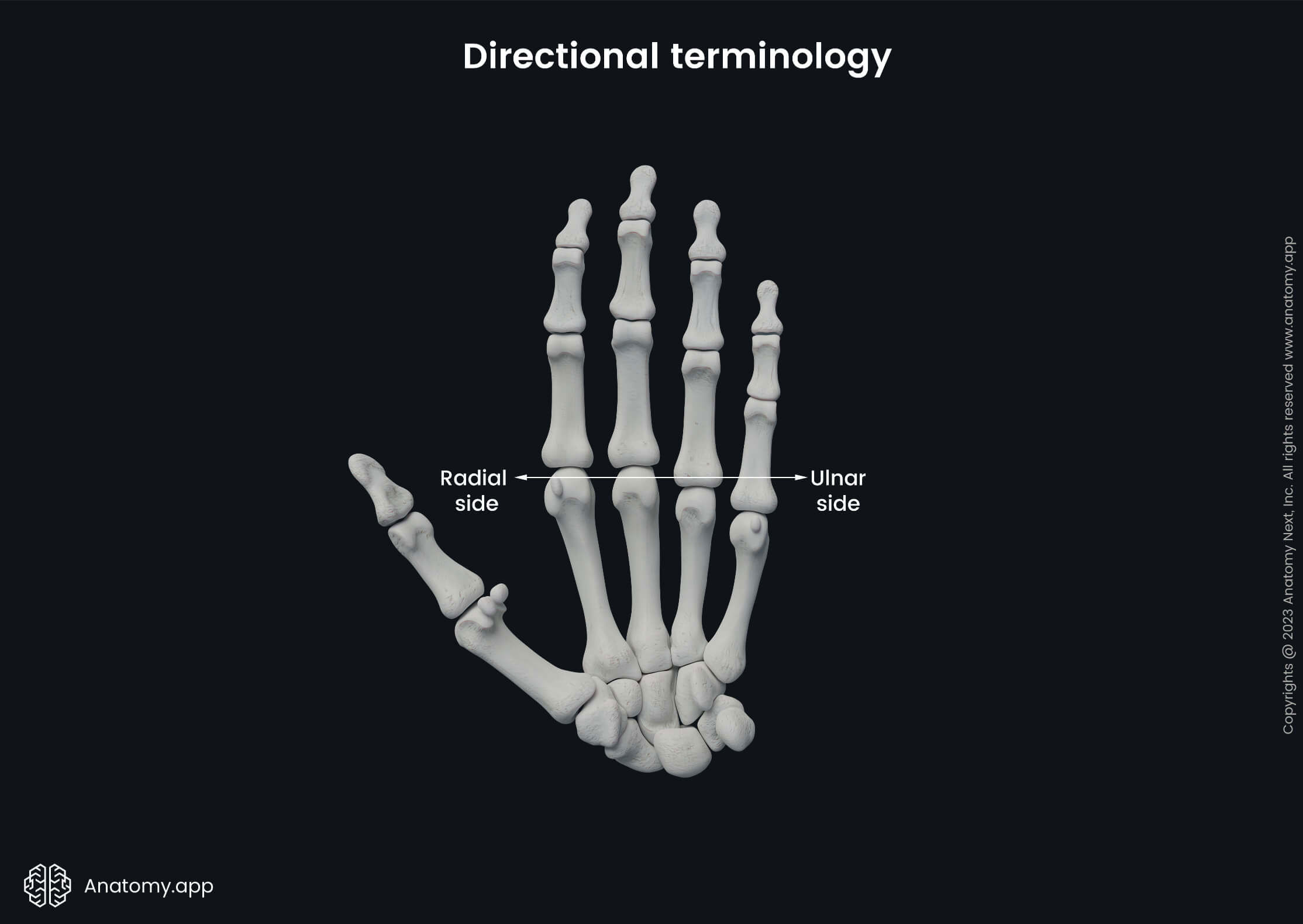 Directional terminology (radial and ulnar sides of hand)