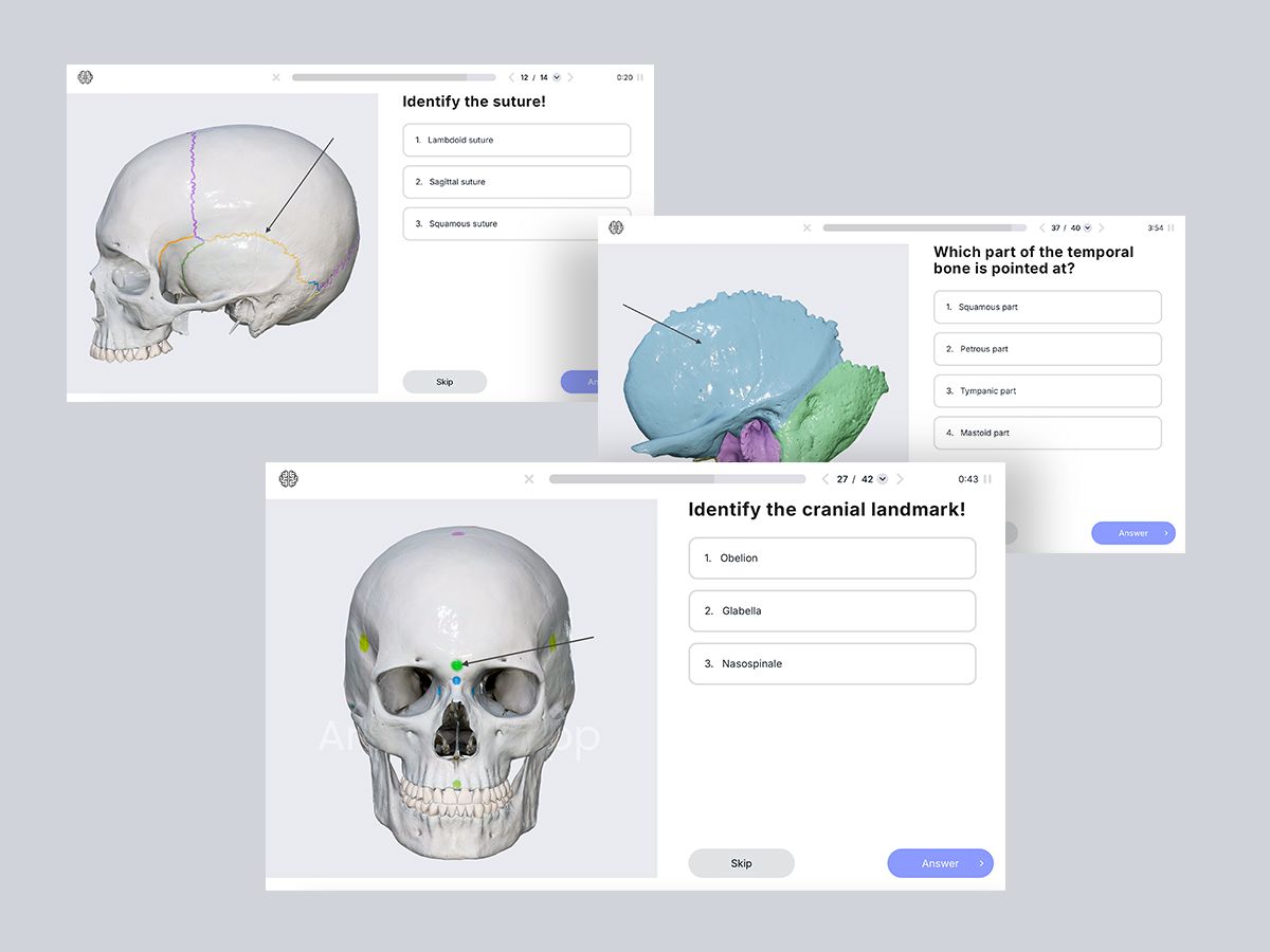 Questions in Skull and Skull sutures quizzes