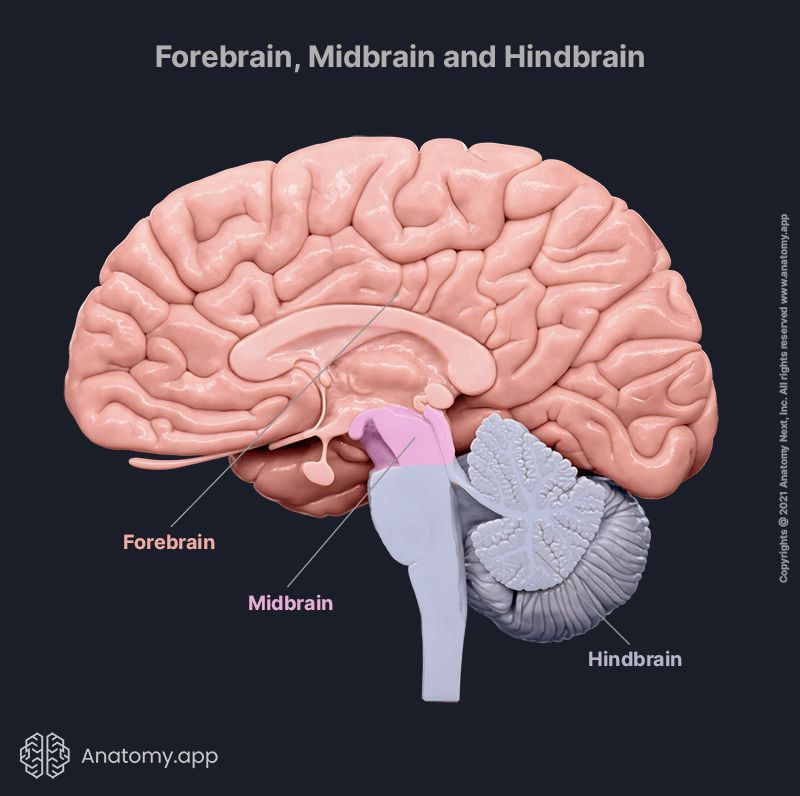 forebrain, midbrain, hindbrain, brain parts, brain anatomy