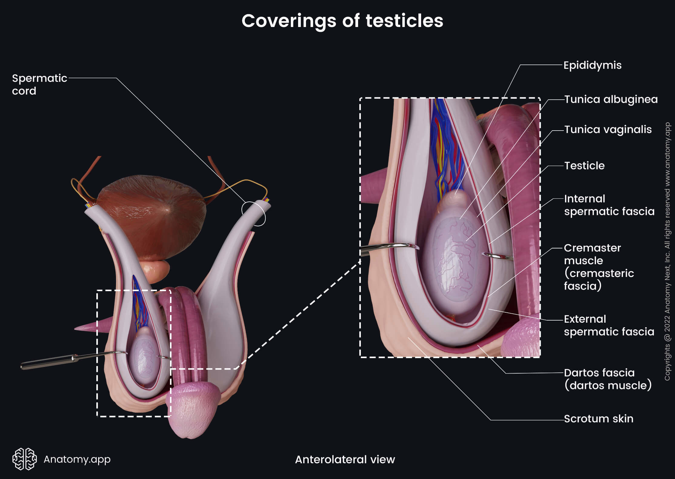 Coverings of testicles