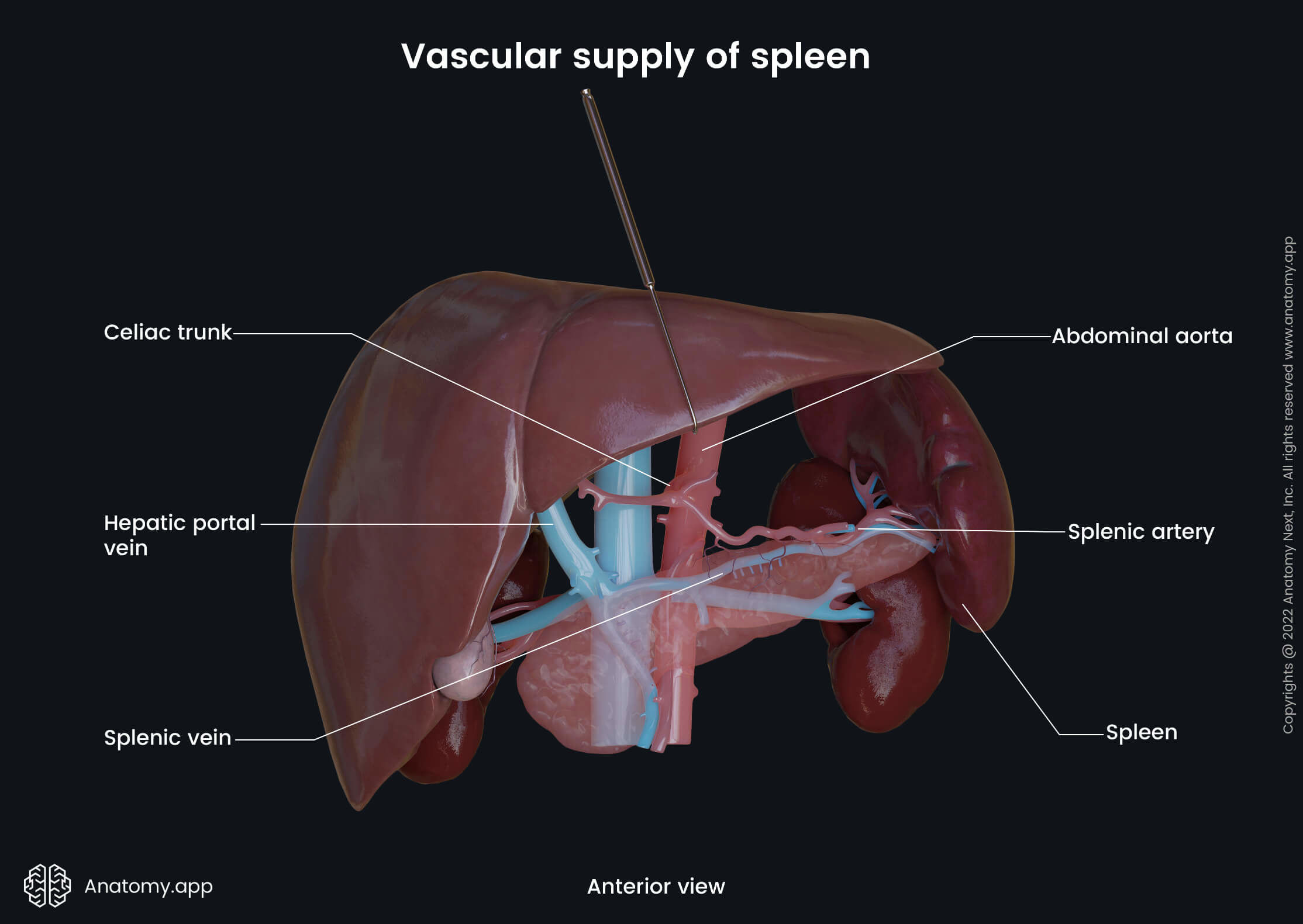 Spleen, Splenic artery, Splenic vein, Kidneys, Liver, Pancreas, Abdominal aorta, Inferior vena cava, Hepatic portal vein, Celiac trunk