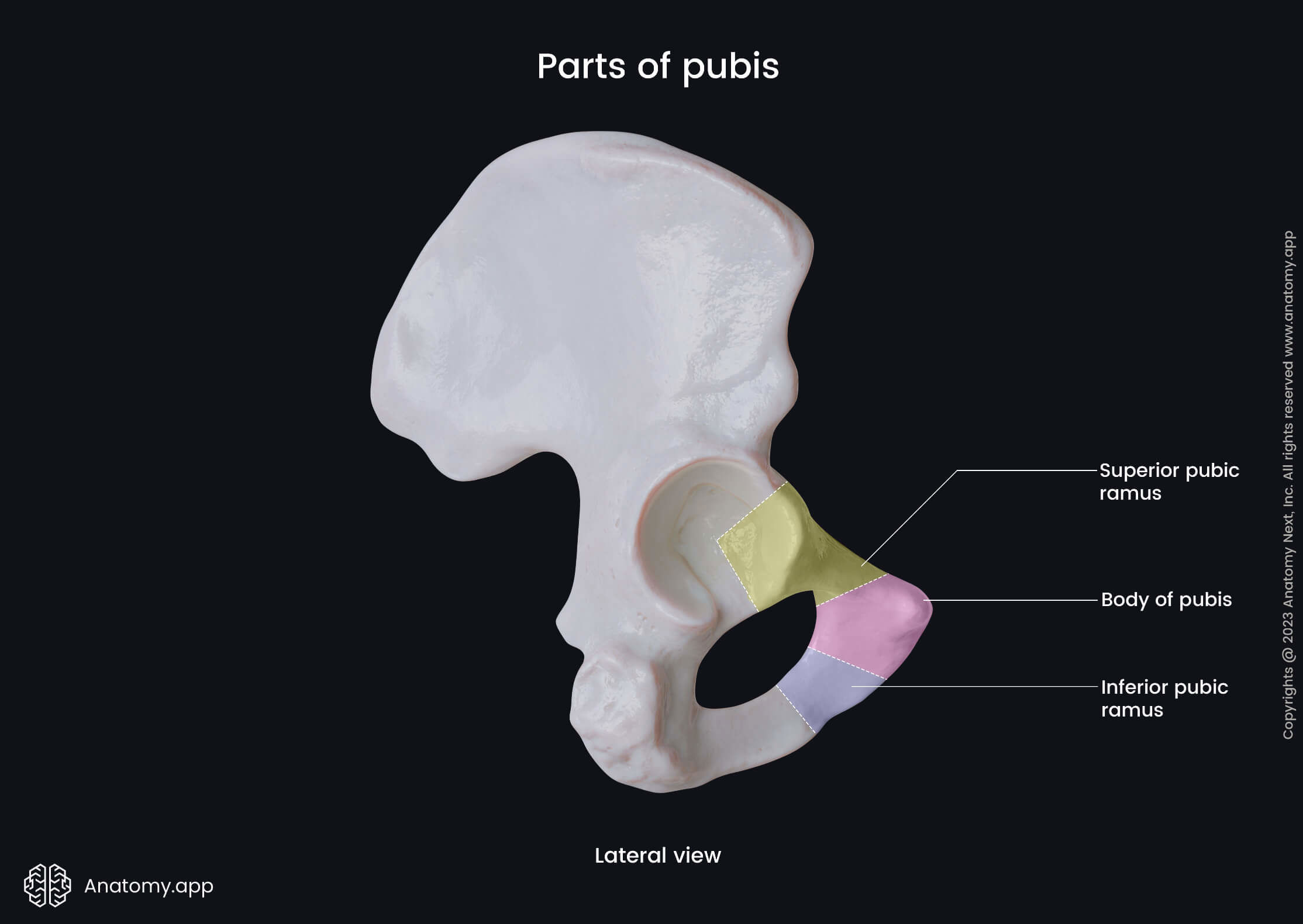 Pubis, Pubic bone, Hip bone, Pelvic girdle, Pelvic girdle bones, Human skeleton, Lateral view of pubis, Parts of pubis