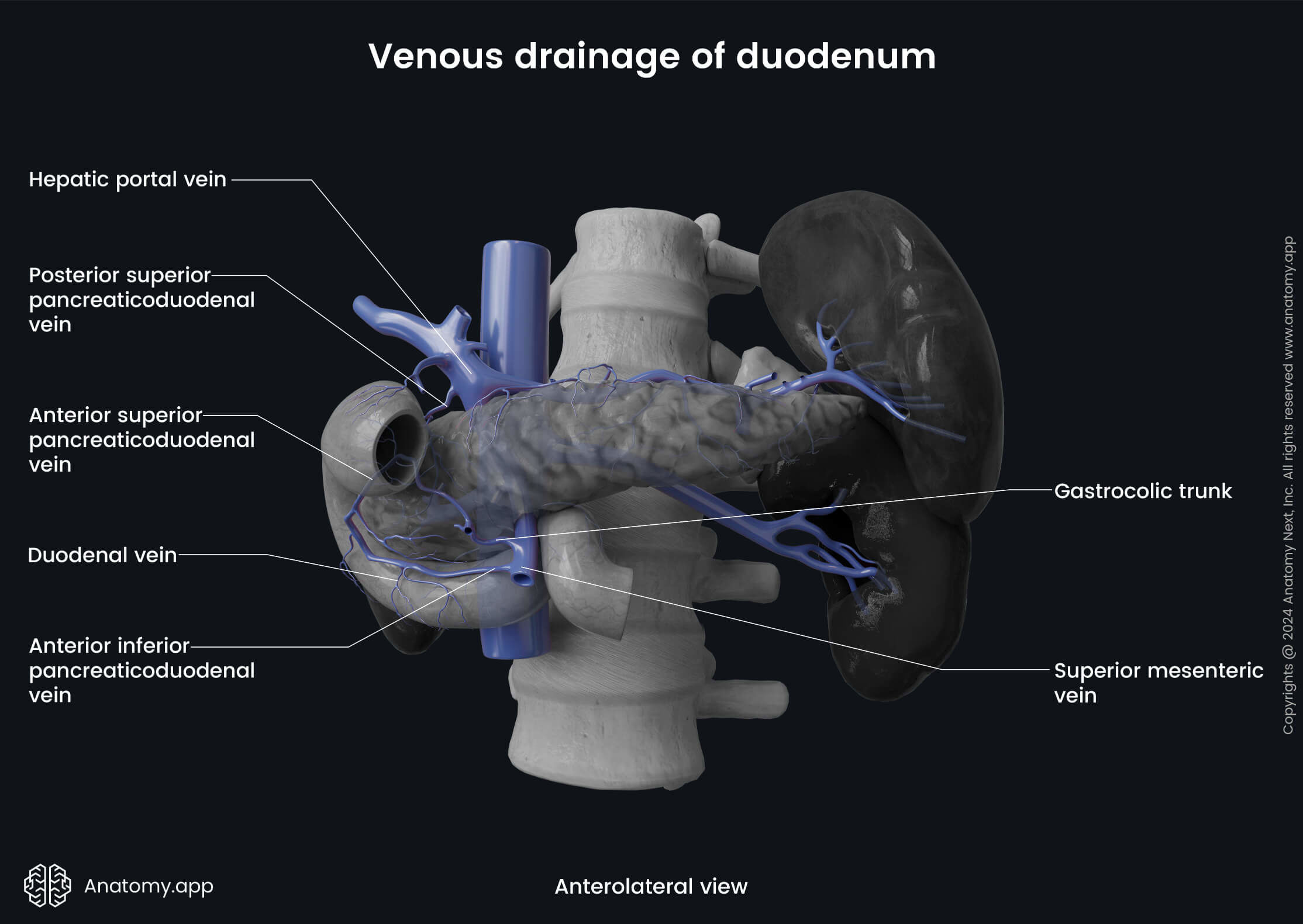 Abdomen, Digestive system, Gastrointestinal tract, Intestines, Duodenum, Relations, Venous drainage, Anterolateral view