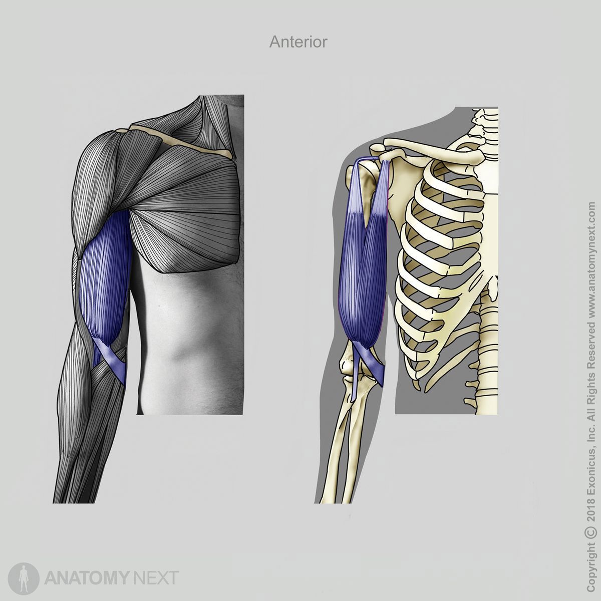 Biceps brachii, Long head of biceps brachii, Short head of biceps brachii, Origin of biceps brachii, Insertion of biceps brachii, Arm muscles, Muscles of upper arm, Anterior compartment muscles, Anterior compartment of upper arm, Anterior view of biceps brachii