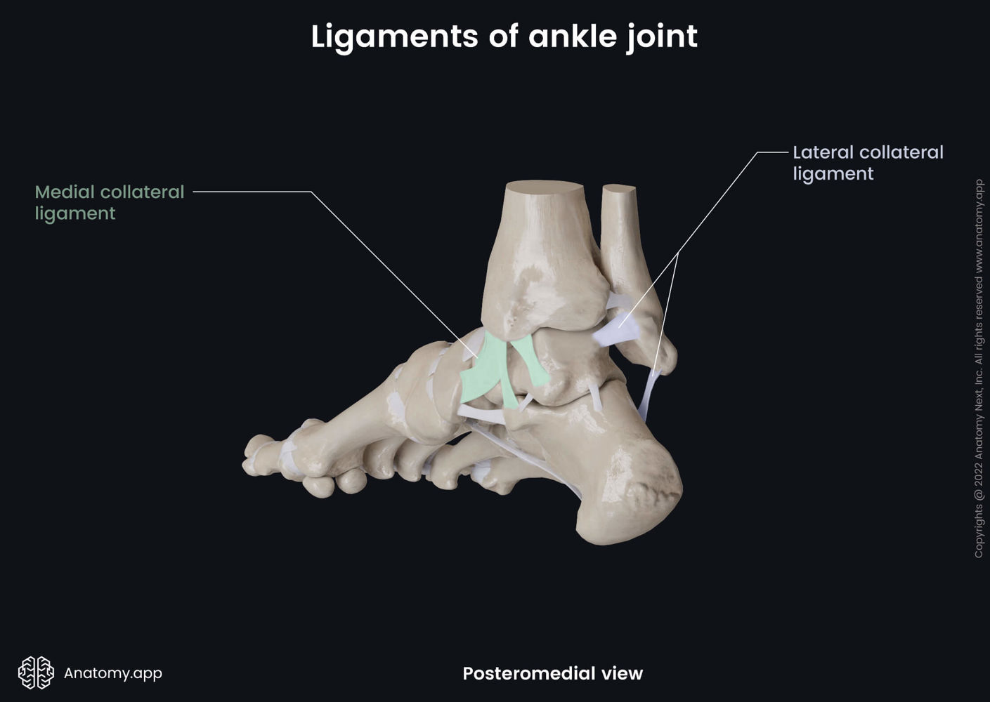 Medial and lateral collateral ligaments of ankle joint | Anatomy.app