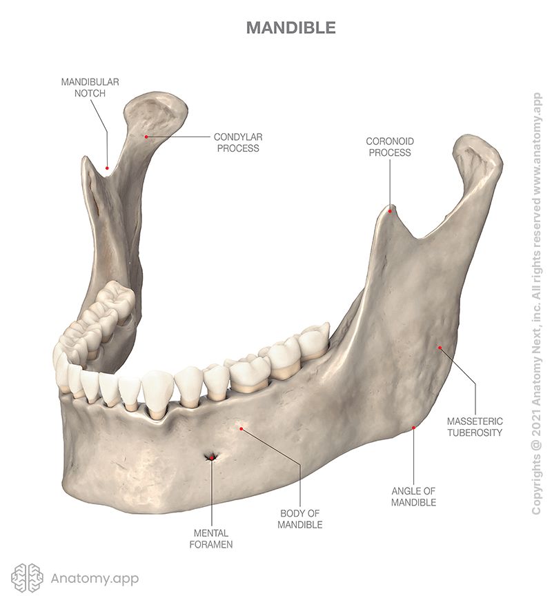 Anatomical landmarks of mandible | Media Library | Anatomy.app | Learn ...