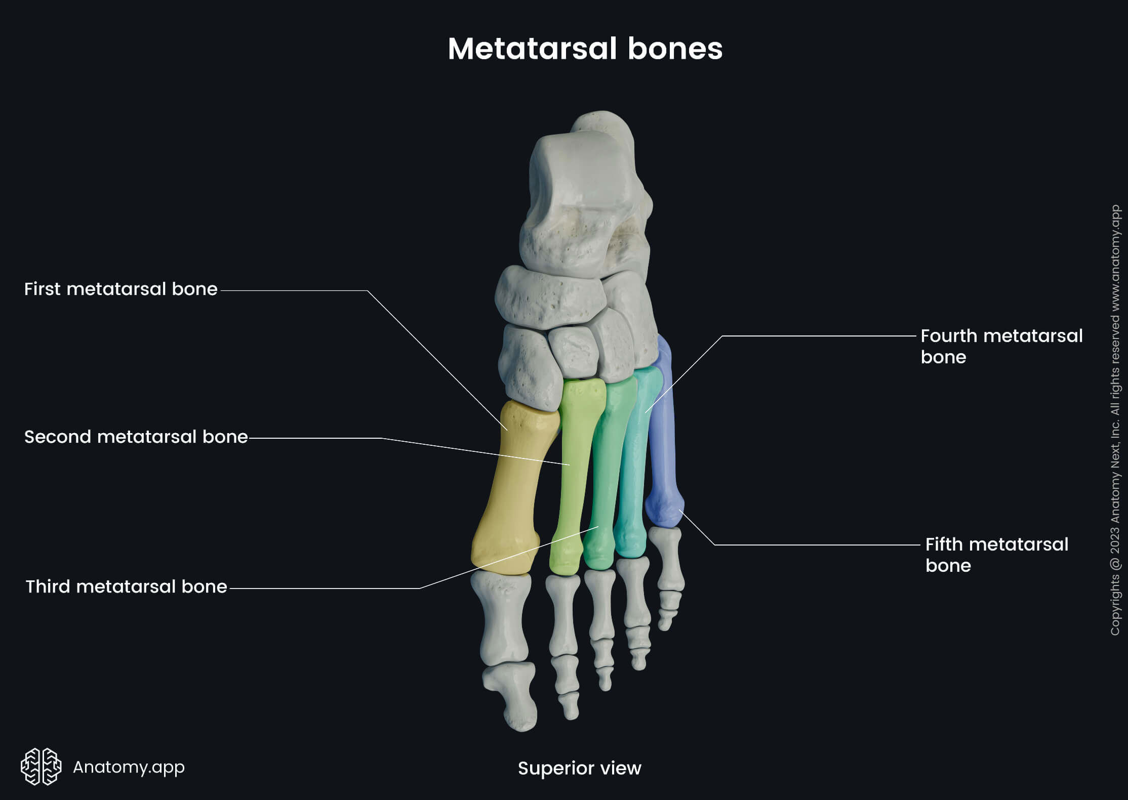 Human foot, Foot skeleton, Bones of foot, Human skeleton, Metatarsals, Hallux, First metatarsal, Second metatarsal, Third metatarsal, Fourth metatarsal, Fifth metatarsal, Superior view of foot, Dorsal view of foot, Dorsal surface of foot