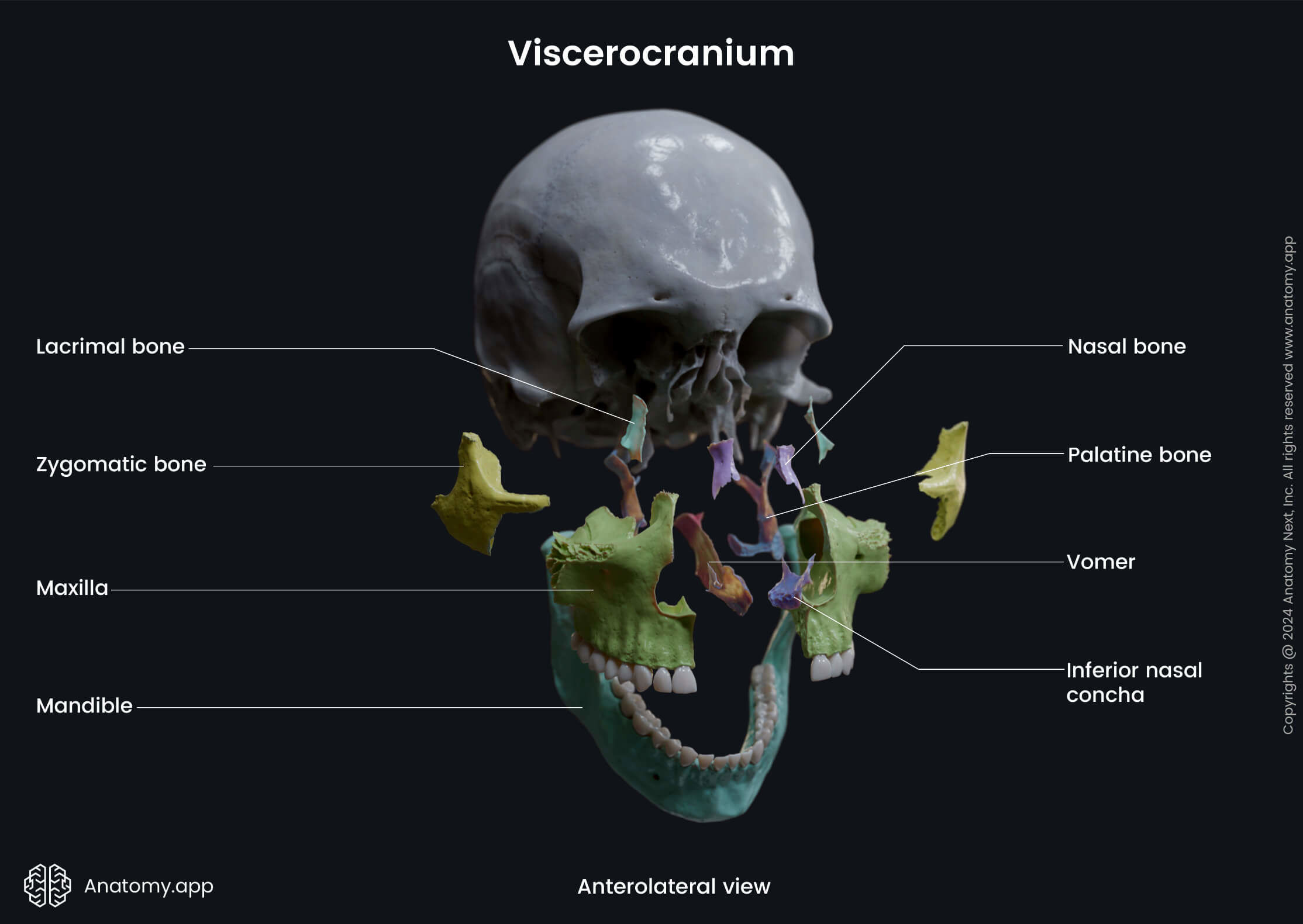 Head and neck, Skeletal system, Skull, Cranium, Viscerocranium, Facial skeleton, Bones, Anterolateral view